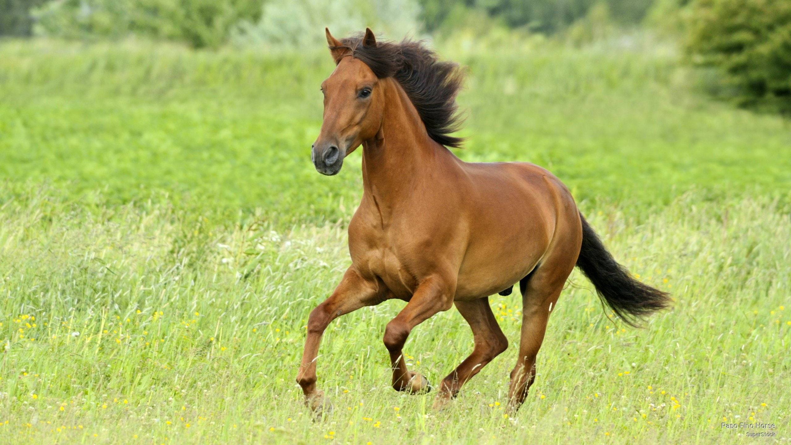 Paso Fino Horse, Animals