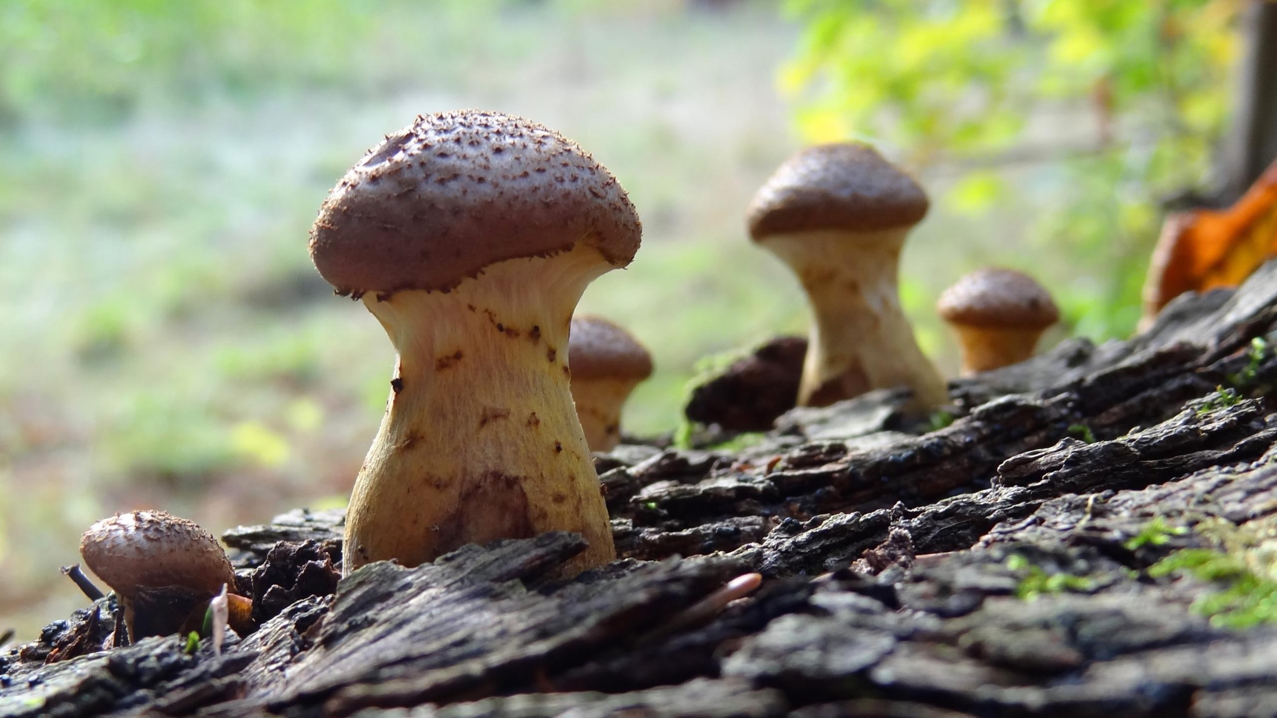 Autumn Mushrooms, forest, romantic, home screen, magic, makro