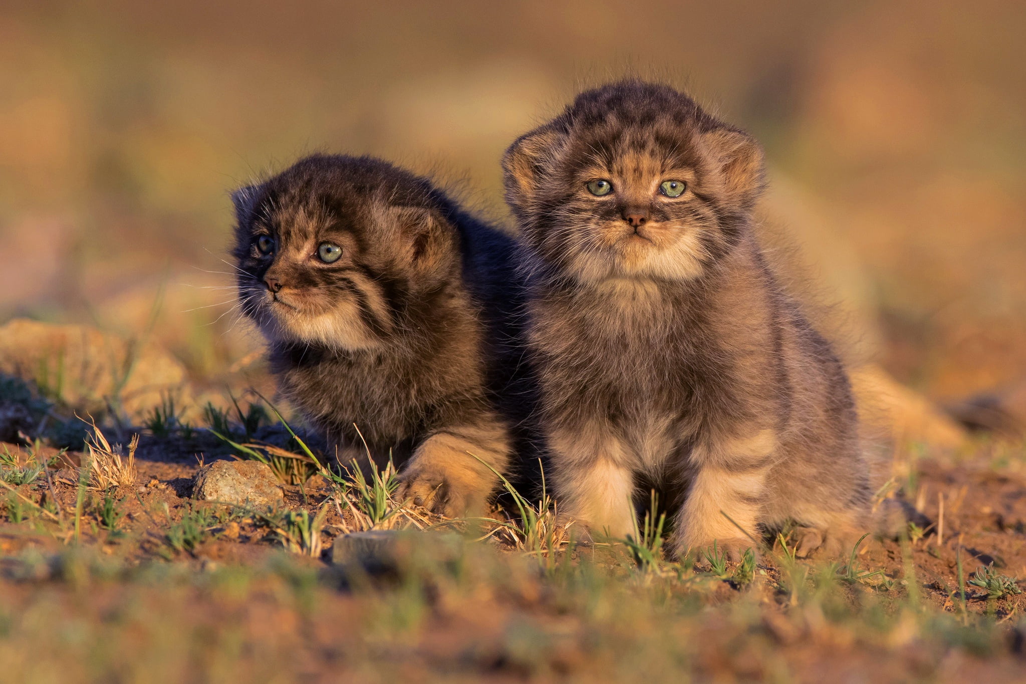 cats, nature, kittens, kids, wild cats, a couple, two, manul