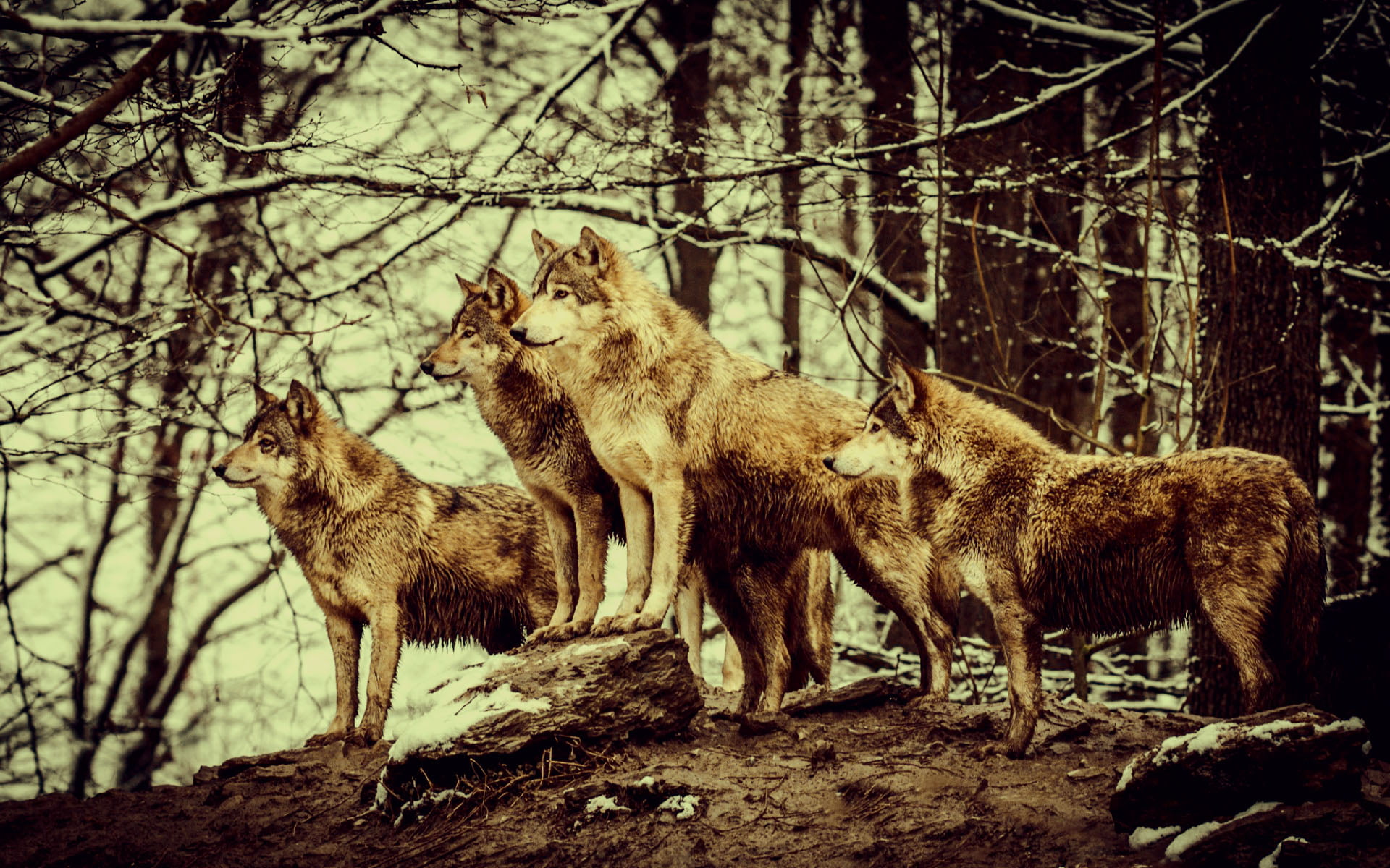 Free download | HD wallpaper: Nature Wolves, four beige wolves, Animals ...