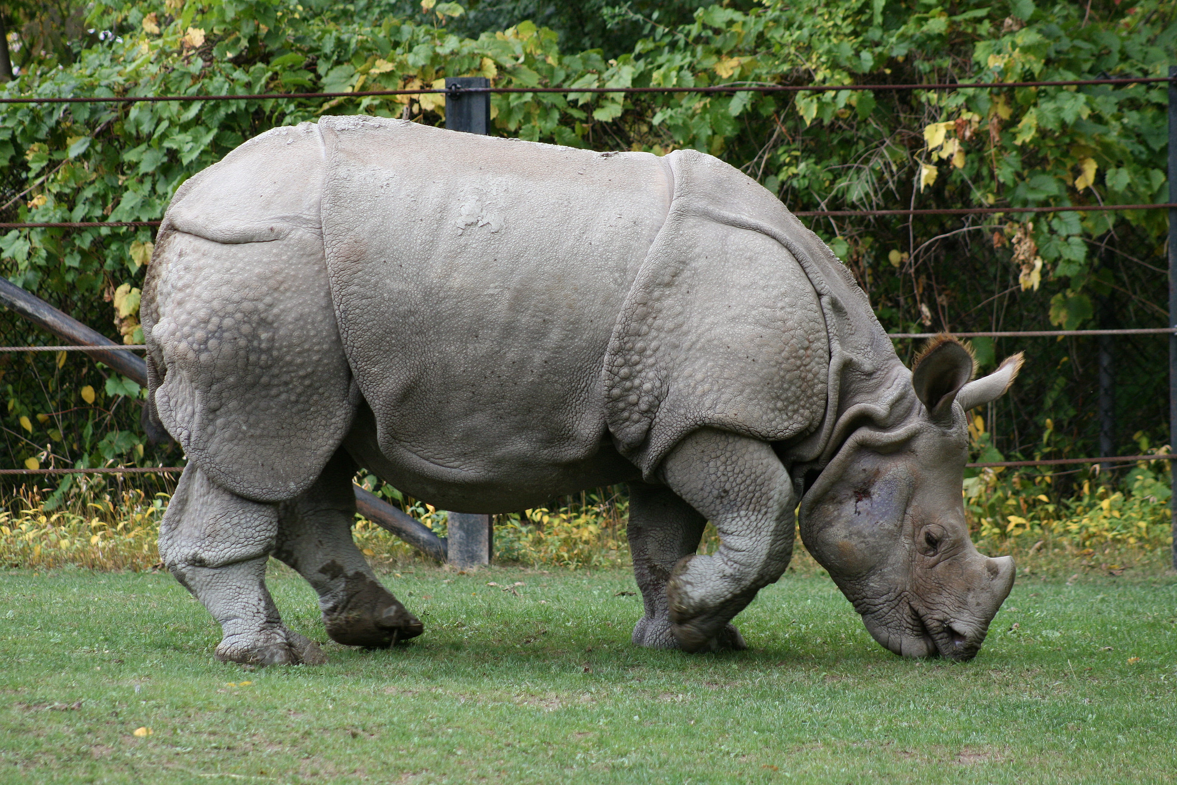 adult rhino, food, grass, nature reserve, animal, mammal, wildlife