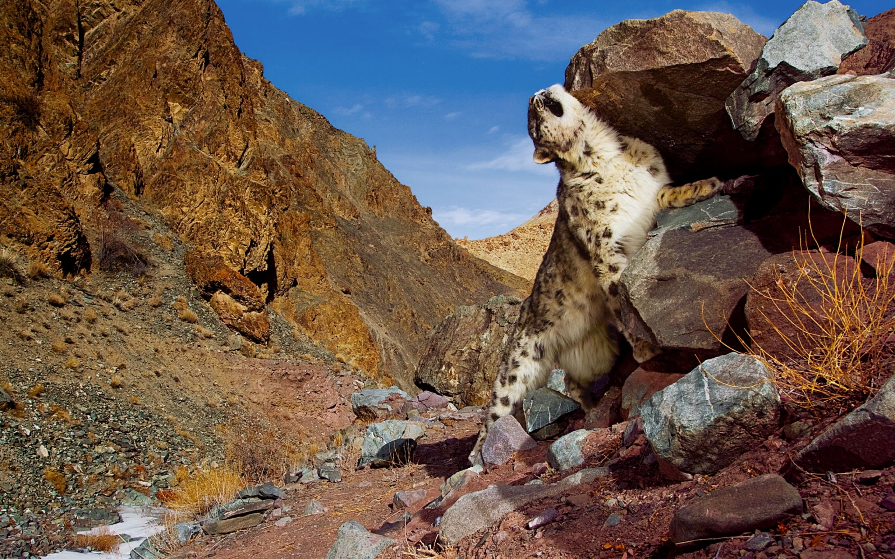 leopard, Scratch, rock, solid, rock - object, rock formation