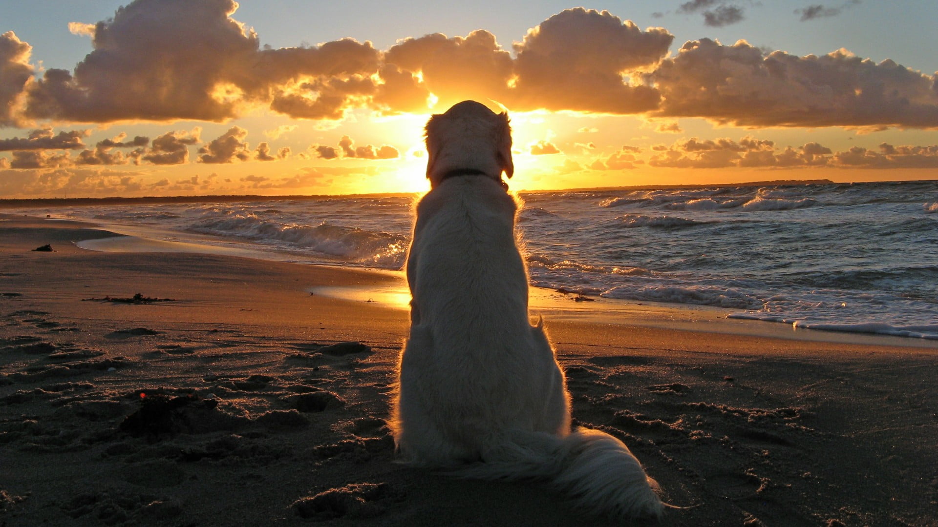 adult yellow Labrador retriever, dog, sunset, beach, waves, clouds