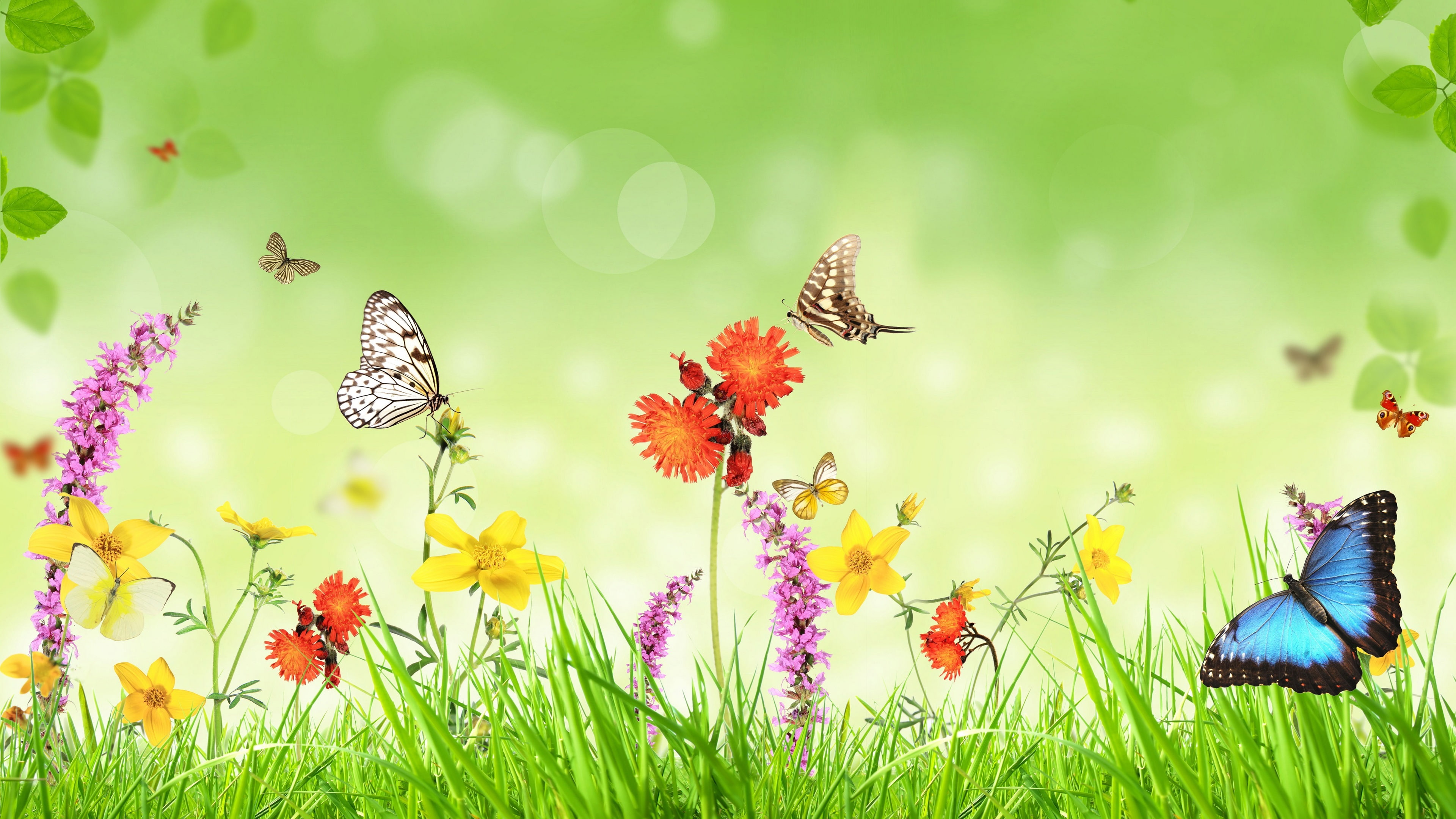 Spring, flowers, grass, butterfly, green background, creative design, cabbage white butterfly, morpho butterfly and tiger swallowtail butterfly print