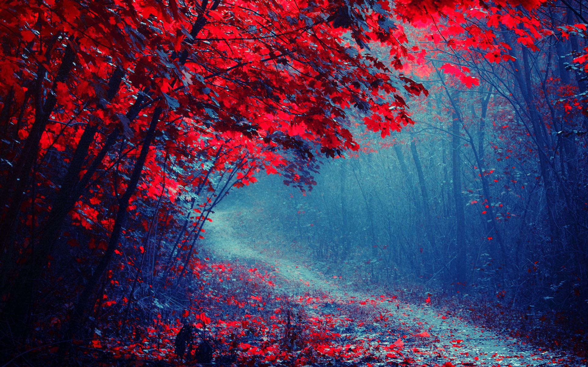 Red leaves forest, road, trees, autumn, mist, trail