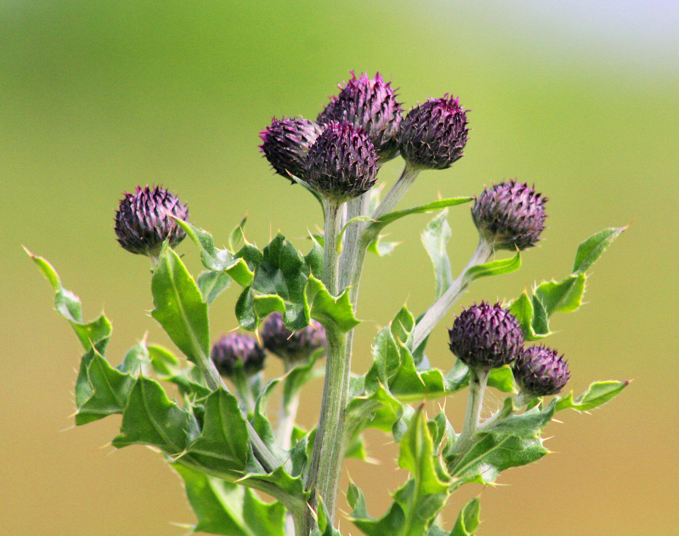 closeup photography of purple flowers at daytime, Thistle, sutherland