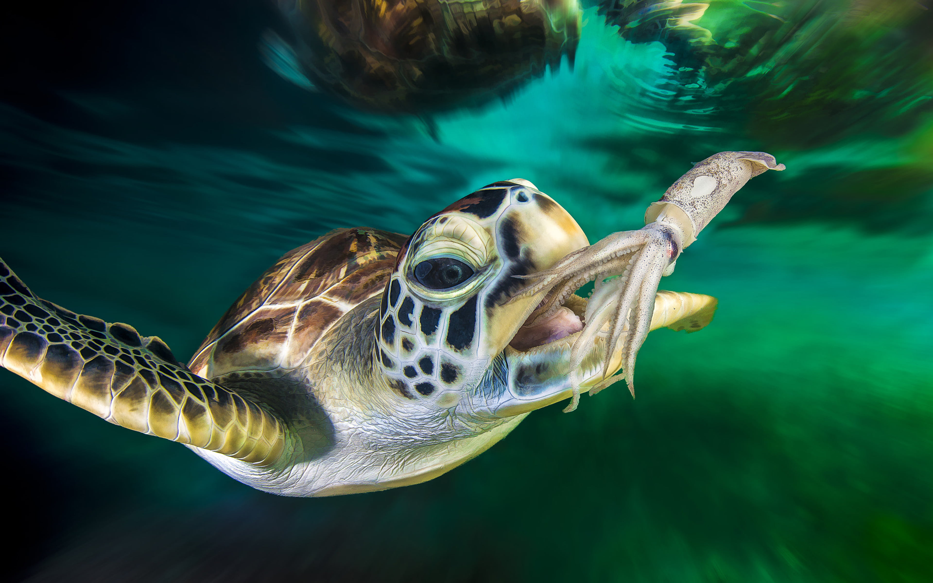Green Sea Turtle And Squid Ocean Underwater Photo Desktop Hd Wallpaper For Pc Tablet And Mobile 3840×2400
