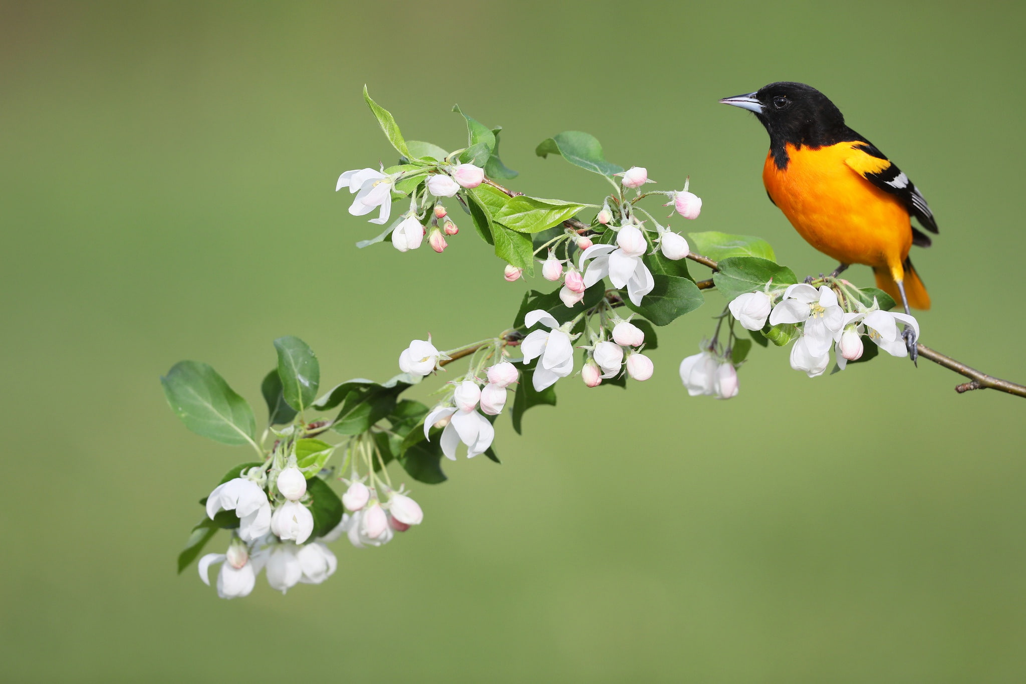 flowers, bird, spring, Baltimore colored troupial, Baltimore Oriole