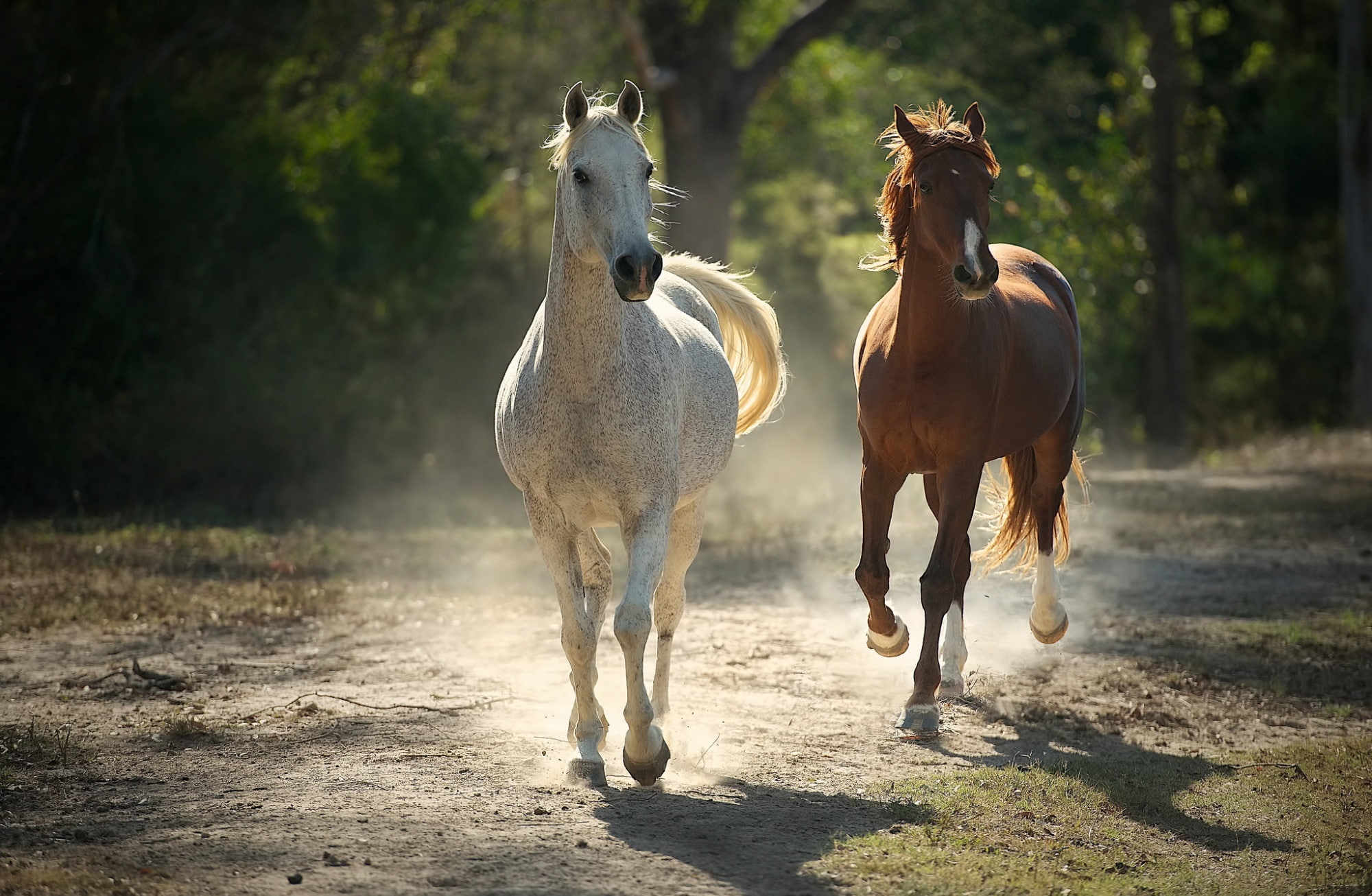Runaway Horses, two white and brown horses, Animals, Underground