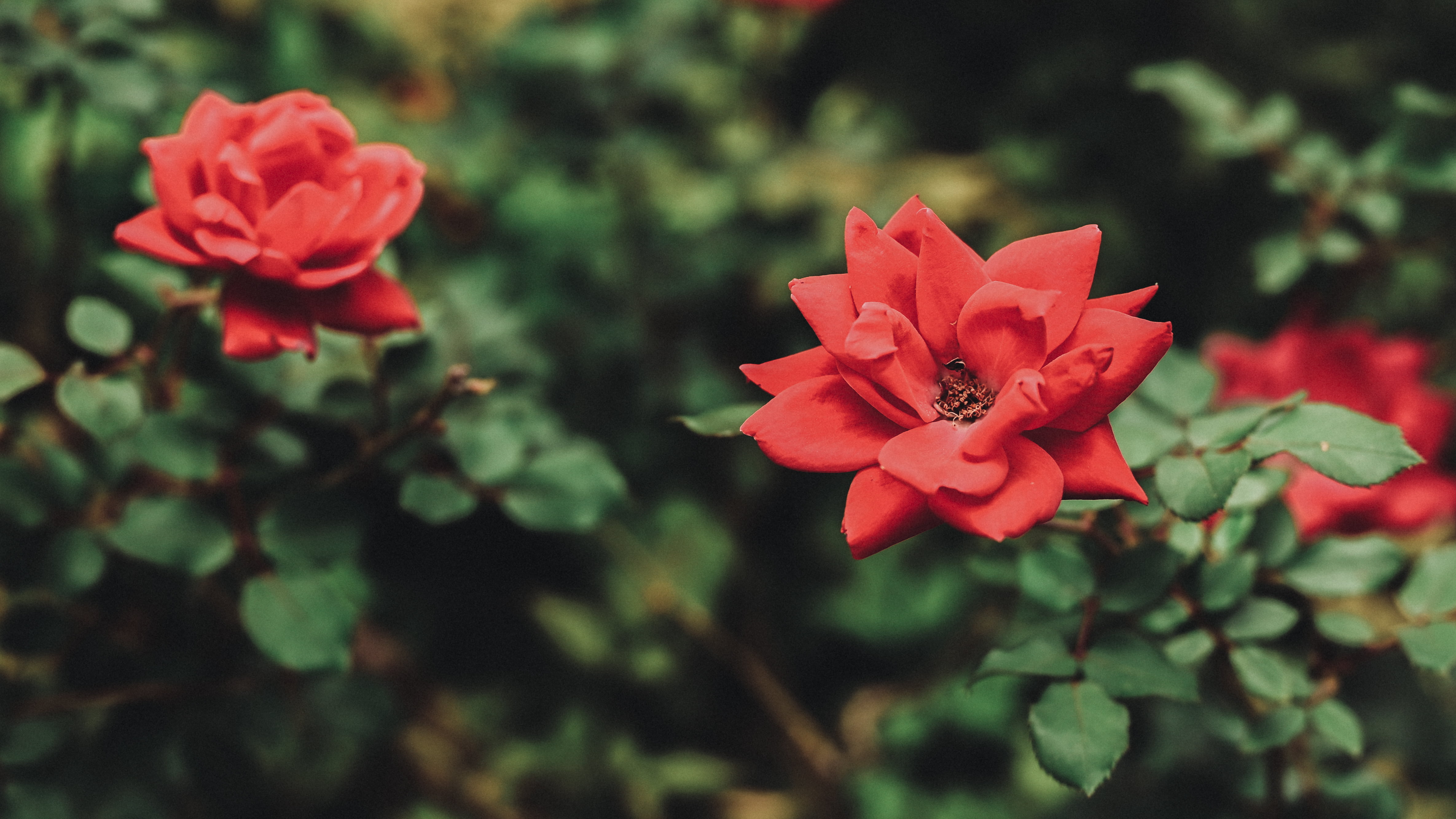 Free download | HD wallpaper: rose, flowers, nature, red flowers, 50mm ...
