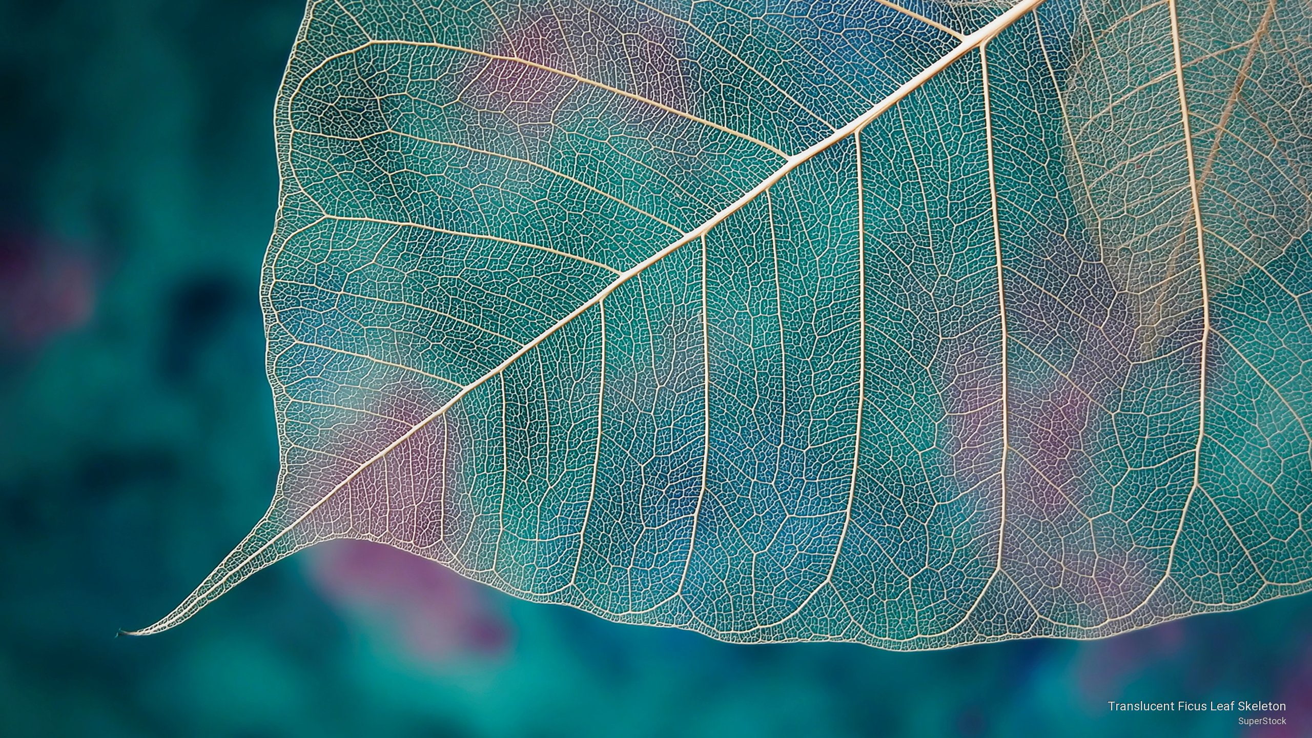 Translucent Ficus Leaf Skeleton, Nature
