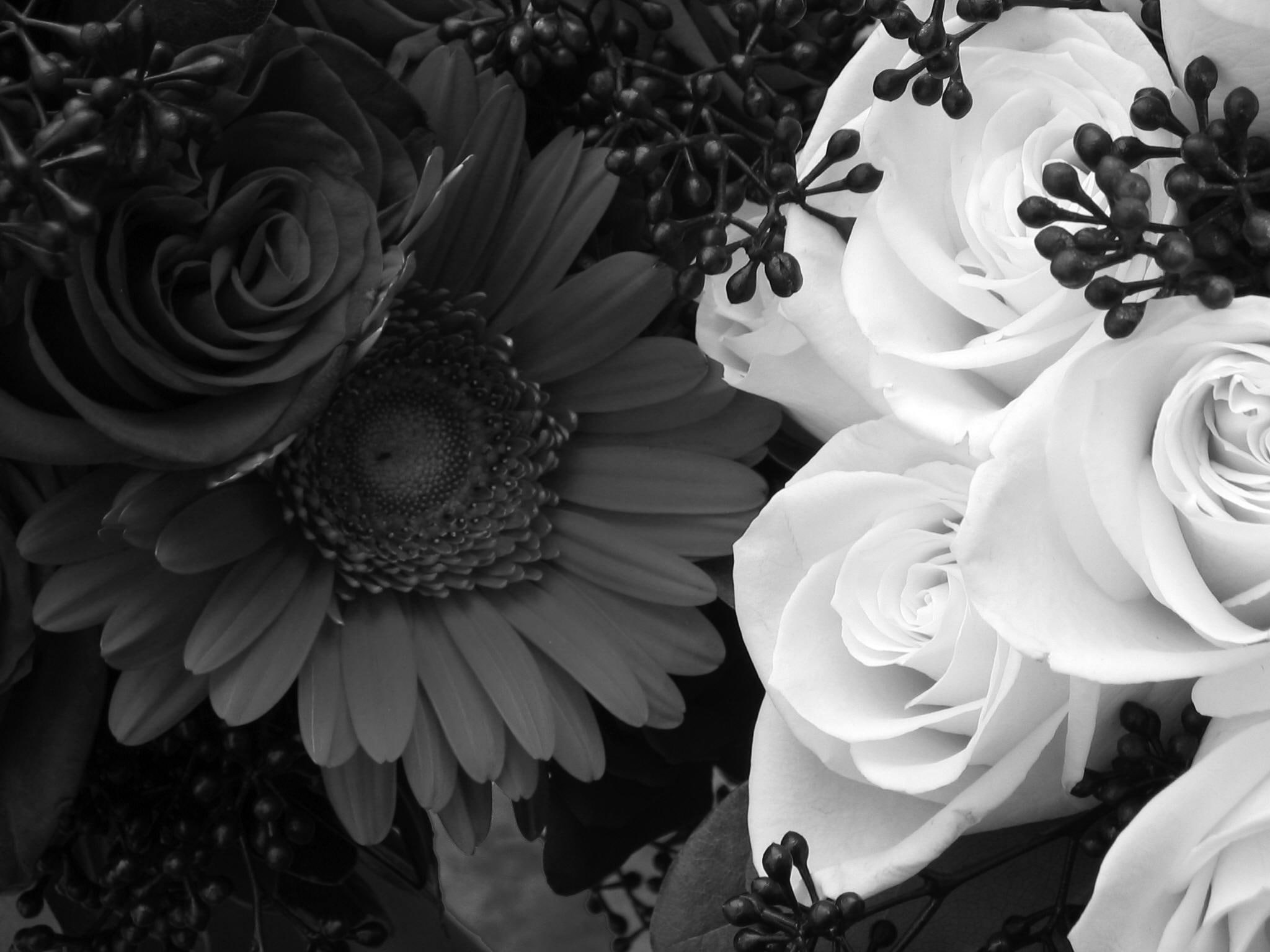 Free Download Hd Wallpaper Blackandwithe Roses Withe Roses Wall Flowers Daisy 3d And 