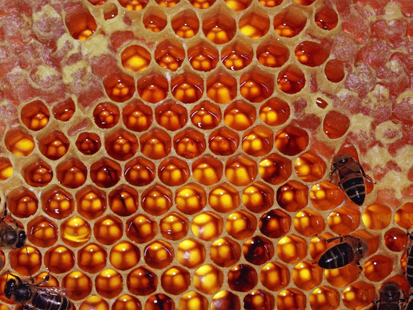 beige beehive, honeycomb, bees, sweet, beeswax, yellow, hexagon
