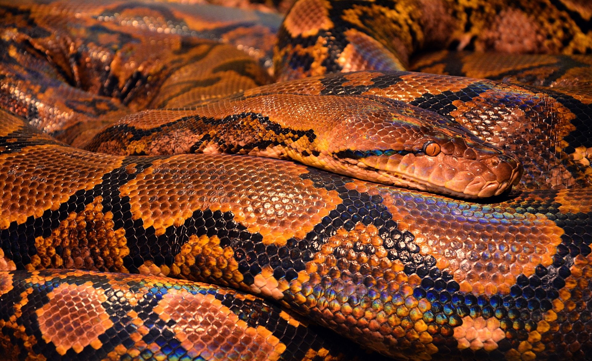 Reptiles, Python, Snake