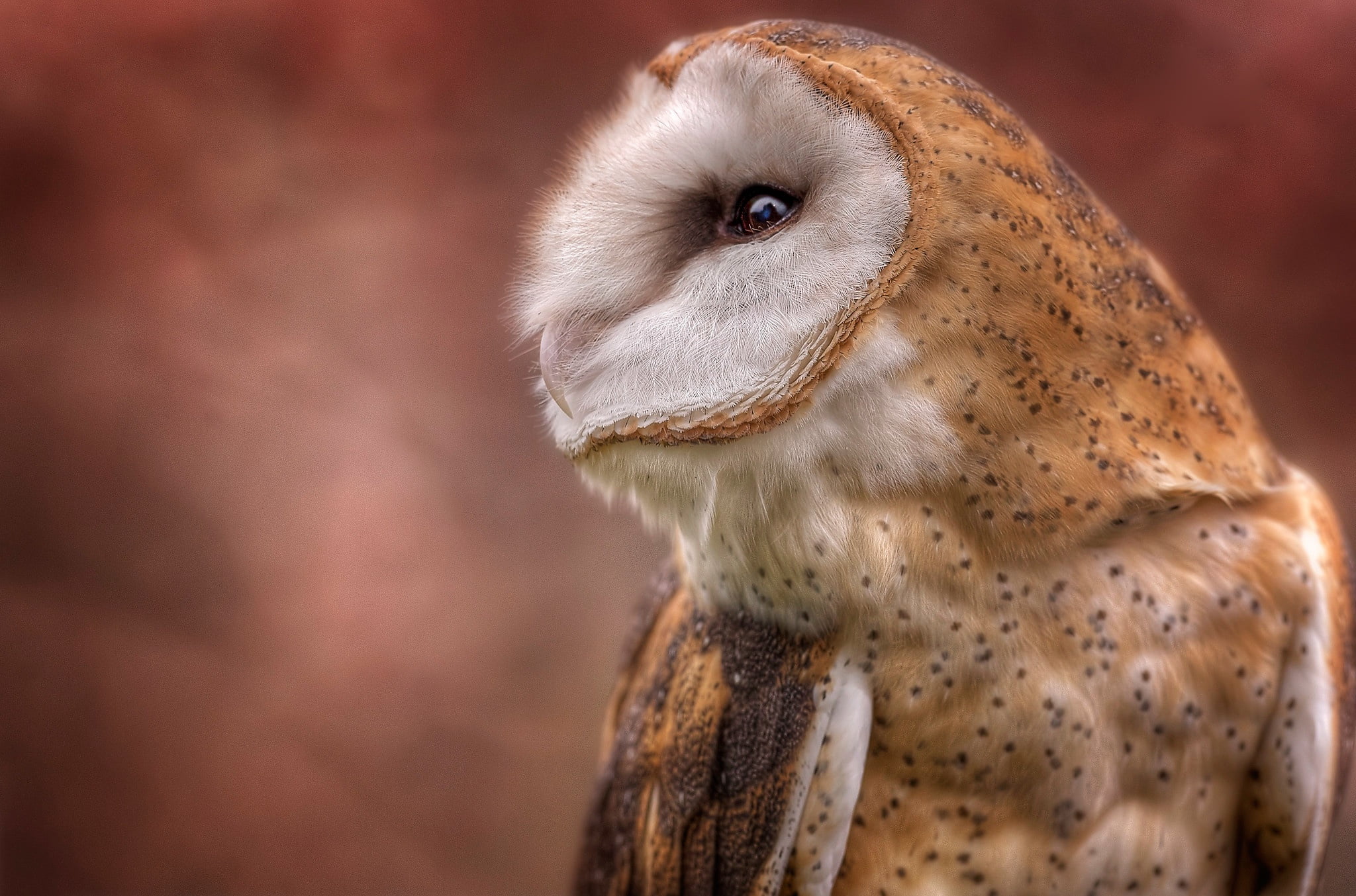background, owl, bird, portrait, profile, the barn owl