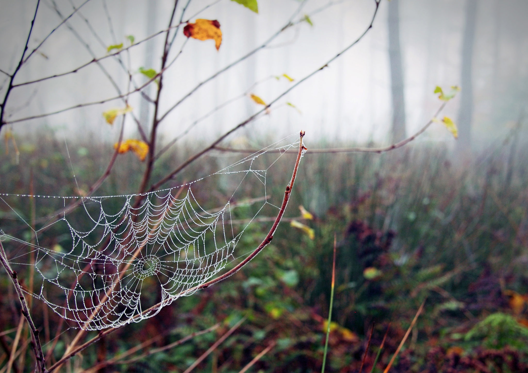 autumn, Rosa, web