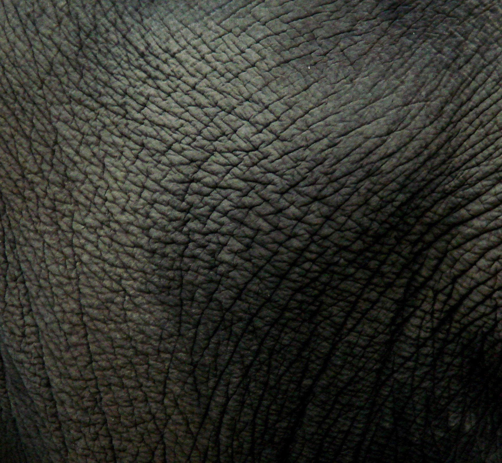leather elephants