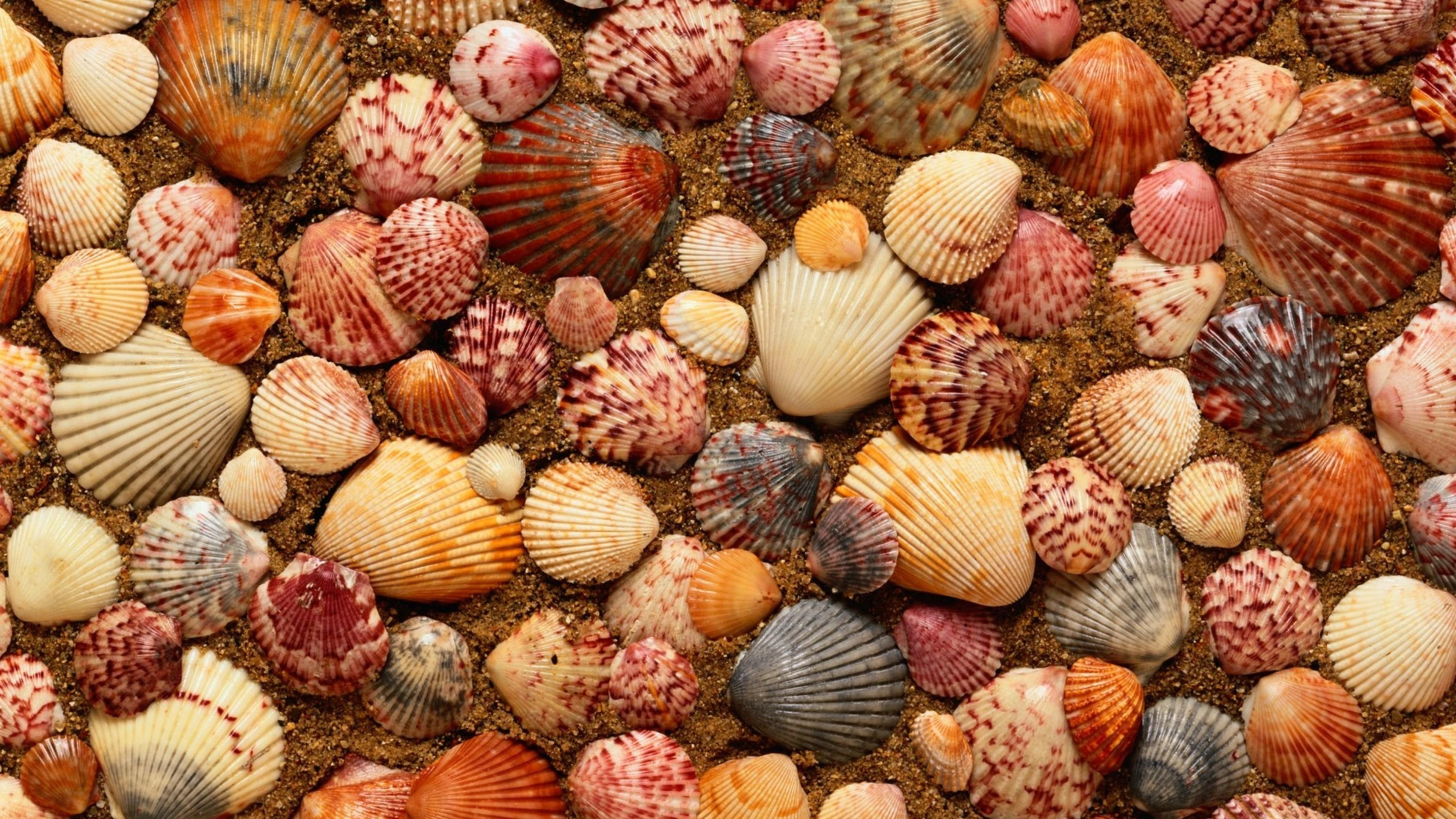 shell, shells, sea shell, sea shells, sand, nature