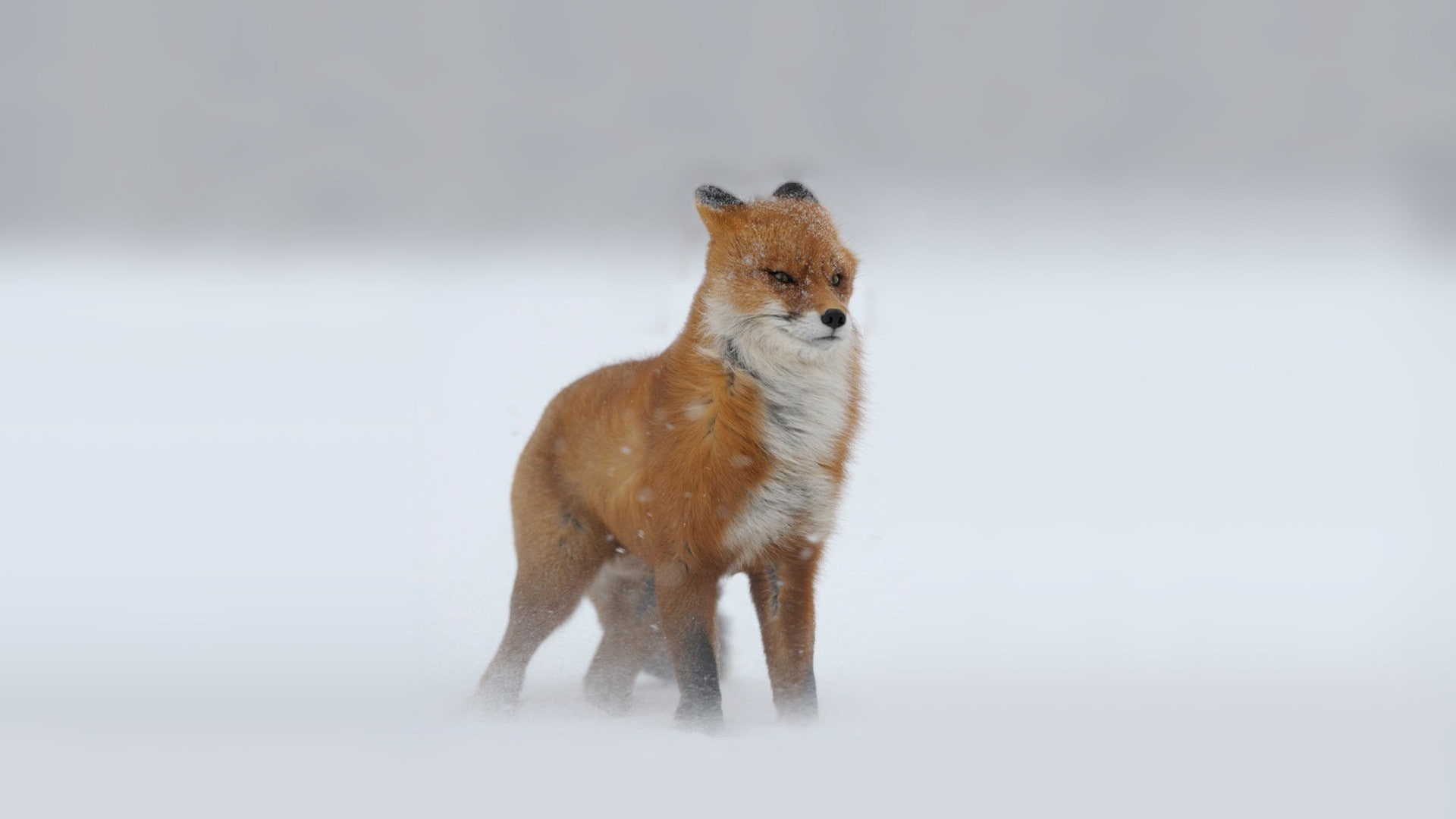 snow, fox