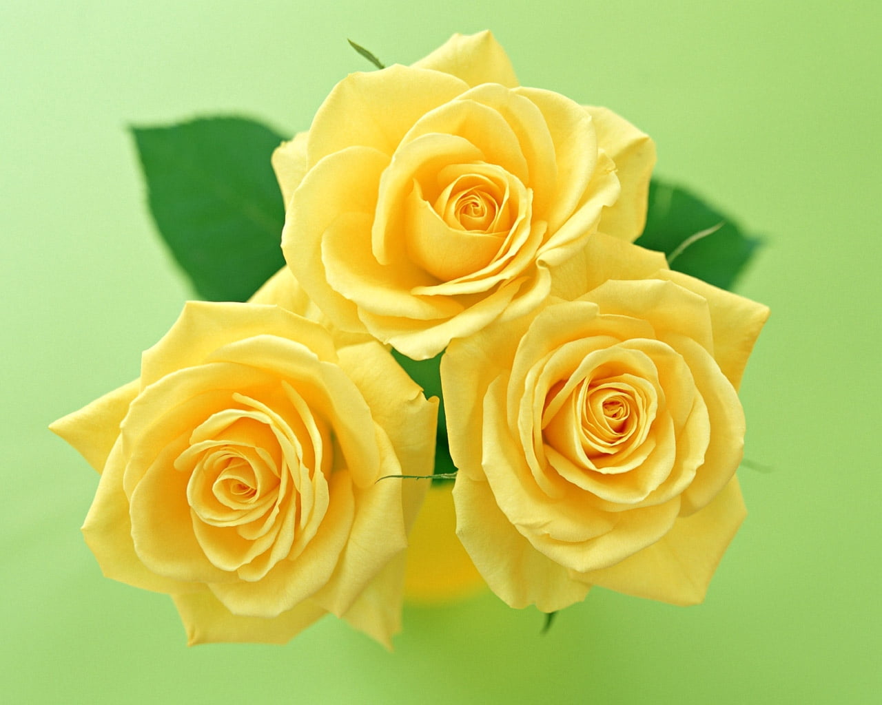 three yellow rose flowers, roses, rose - Flower, nature, close-up