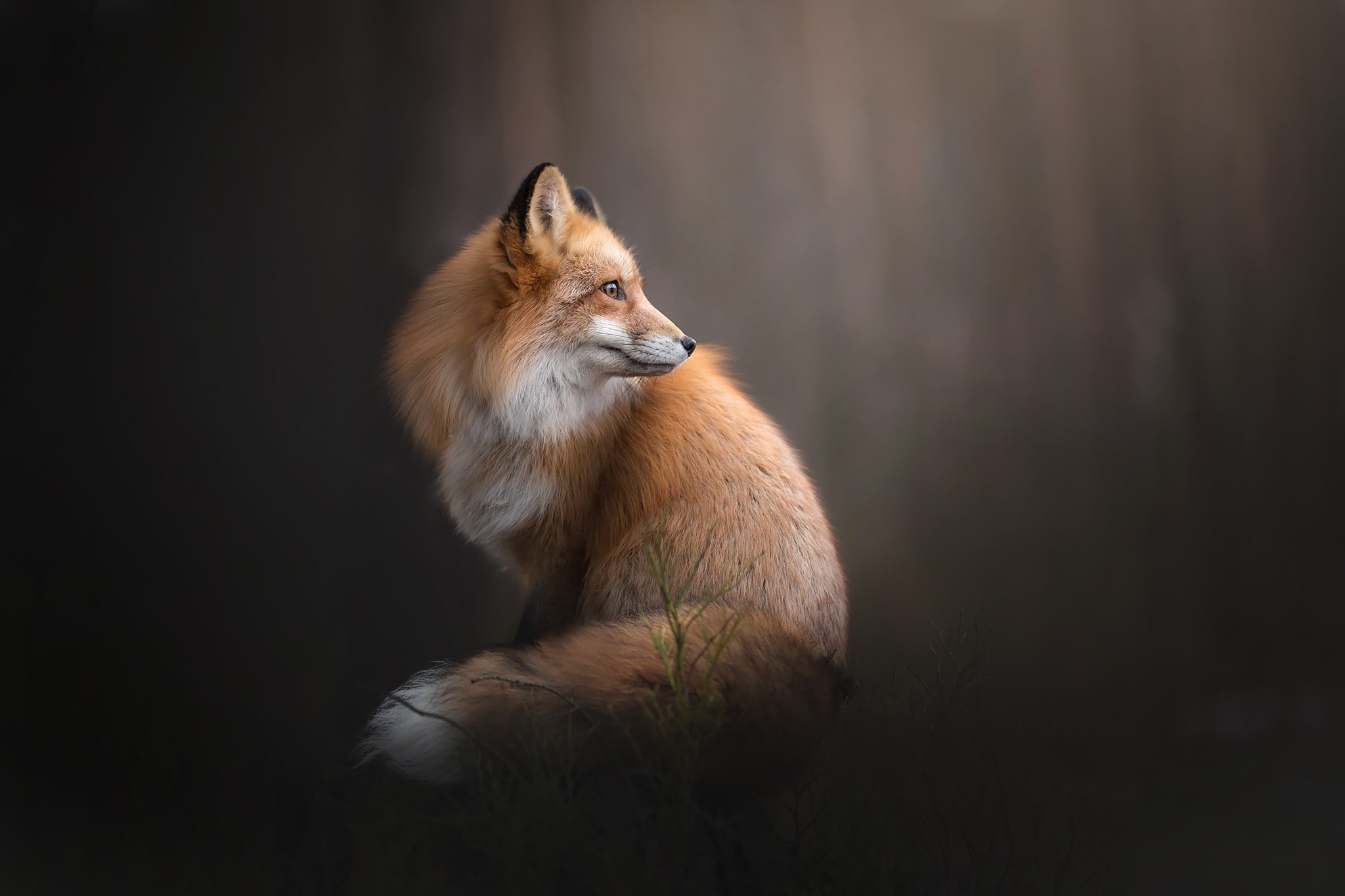 fox, landscape, animals