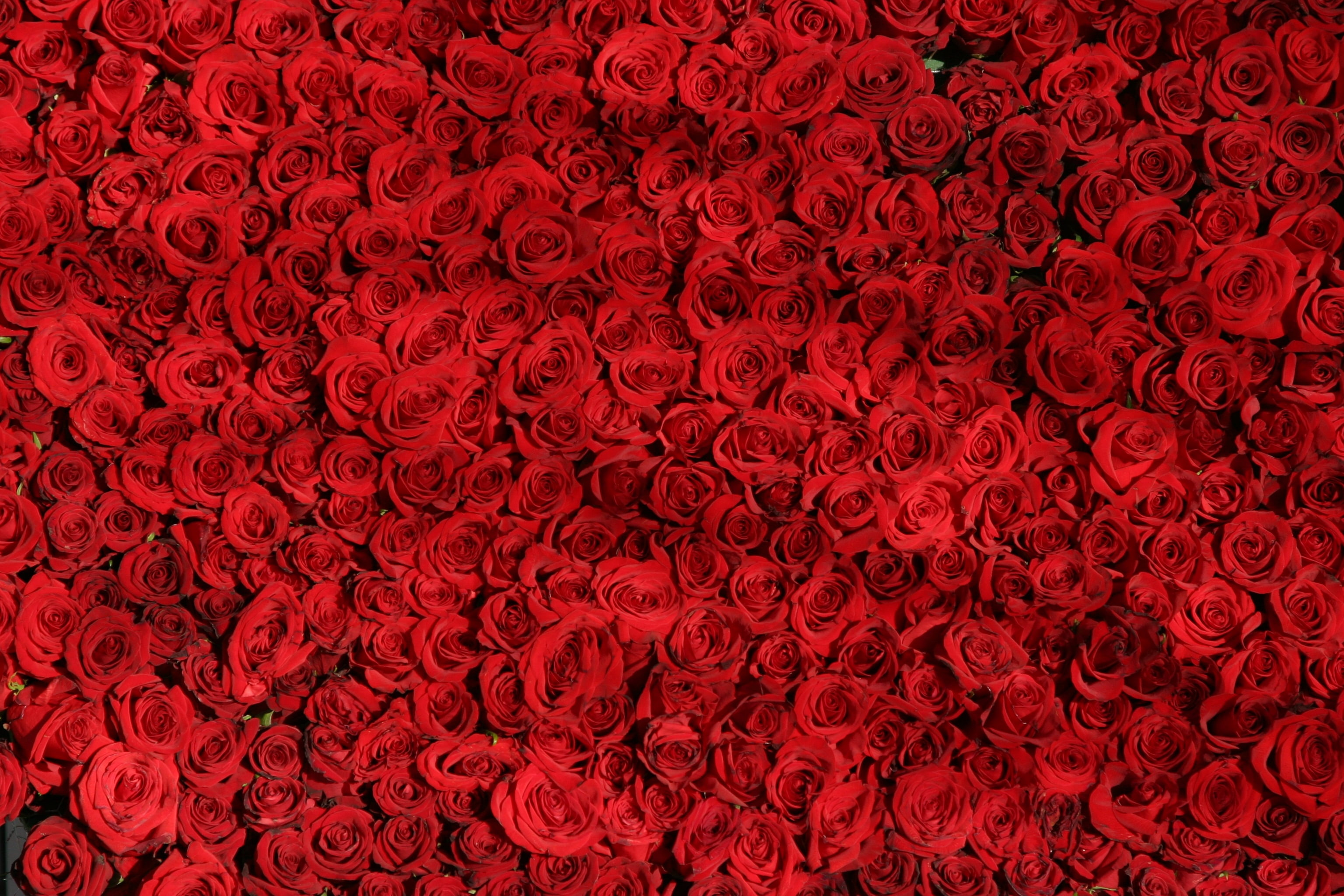 red rose lot, roses, flowers, many, buds, backgrounds, love, romance
