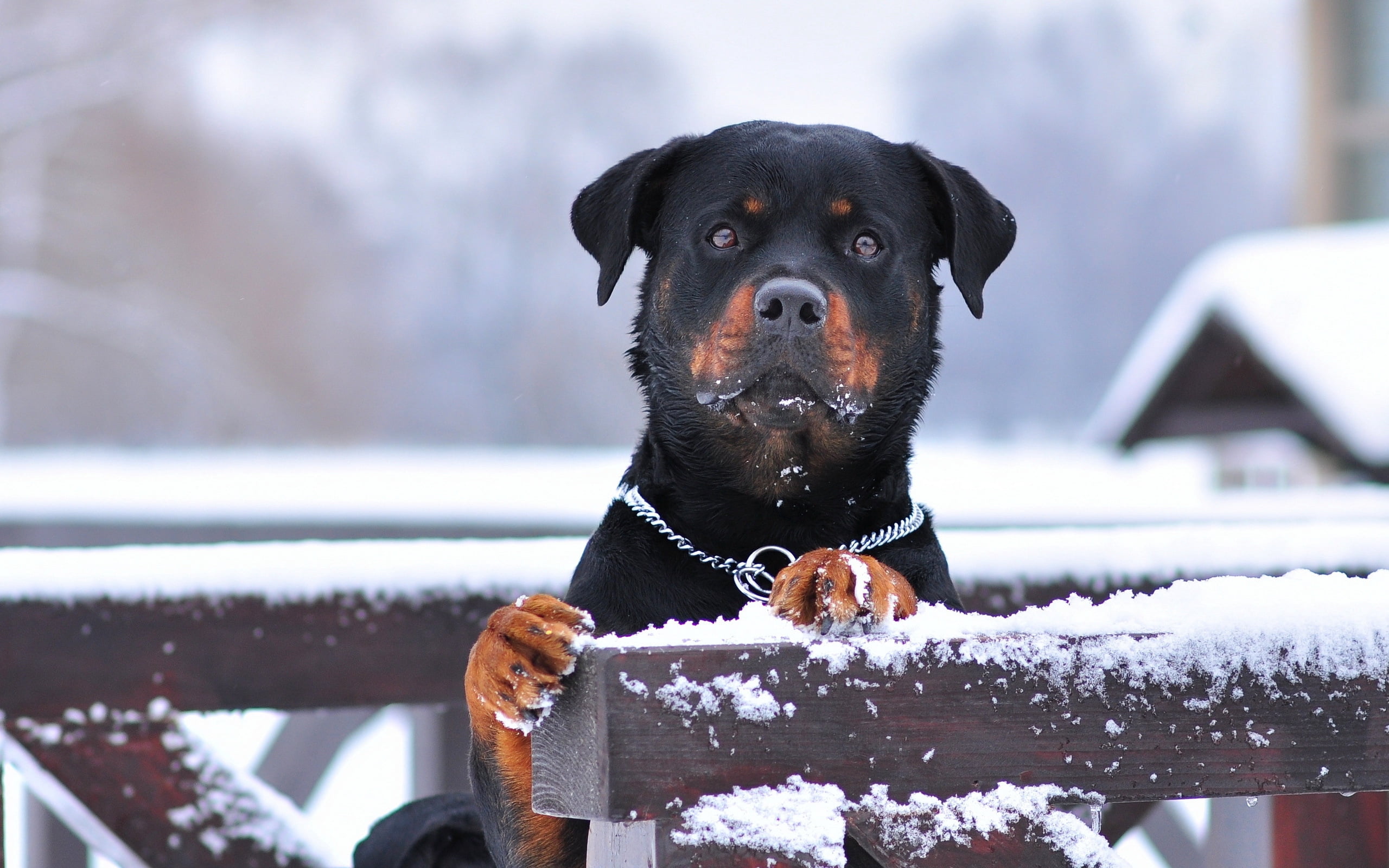 adult brown and black rottweiler, dog, snow, collar, eyes, winter