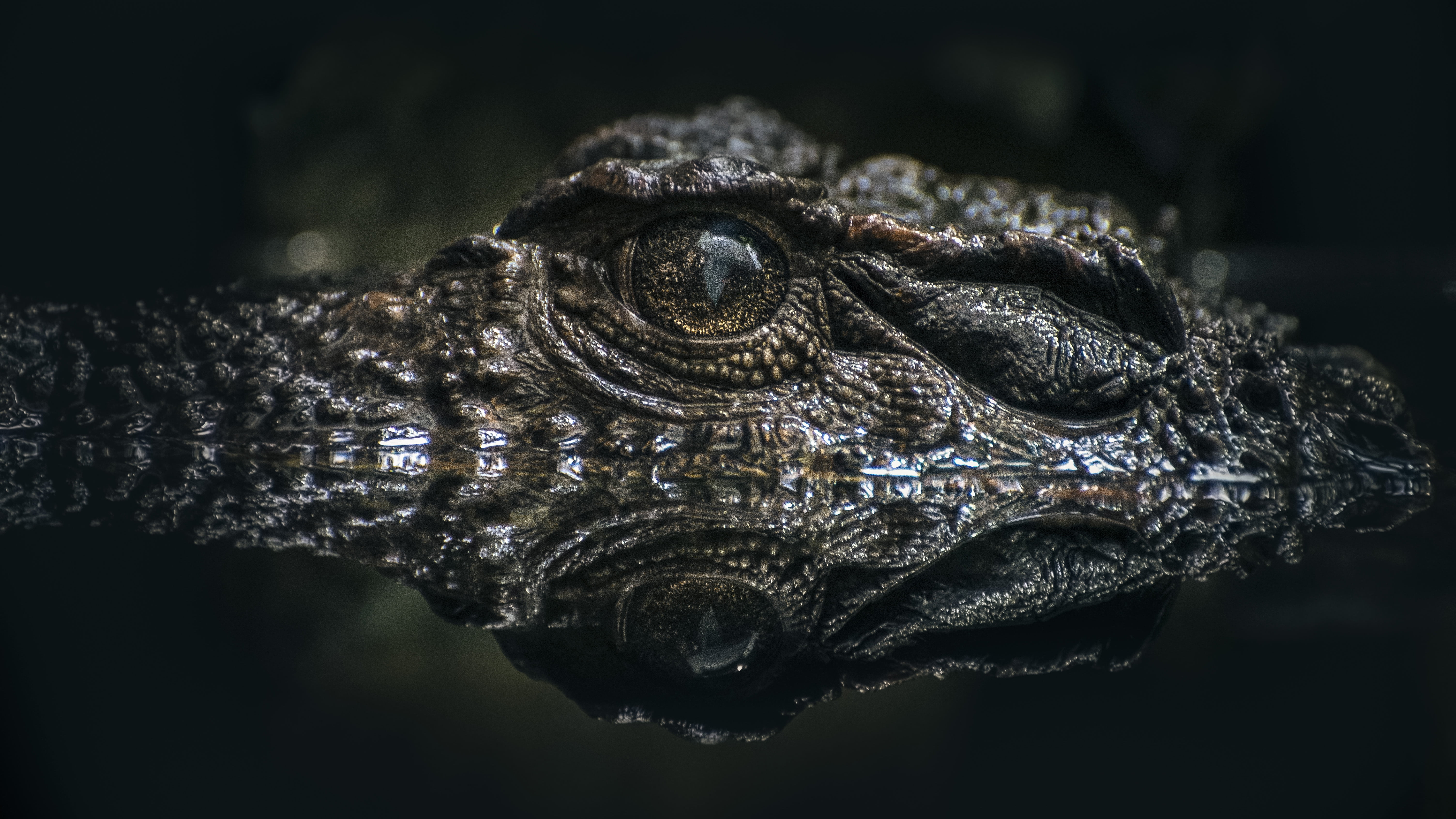 bokeh effect of Alligator eye on water, Lurking, Croc, Crocodile