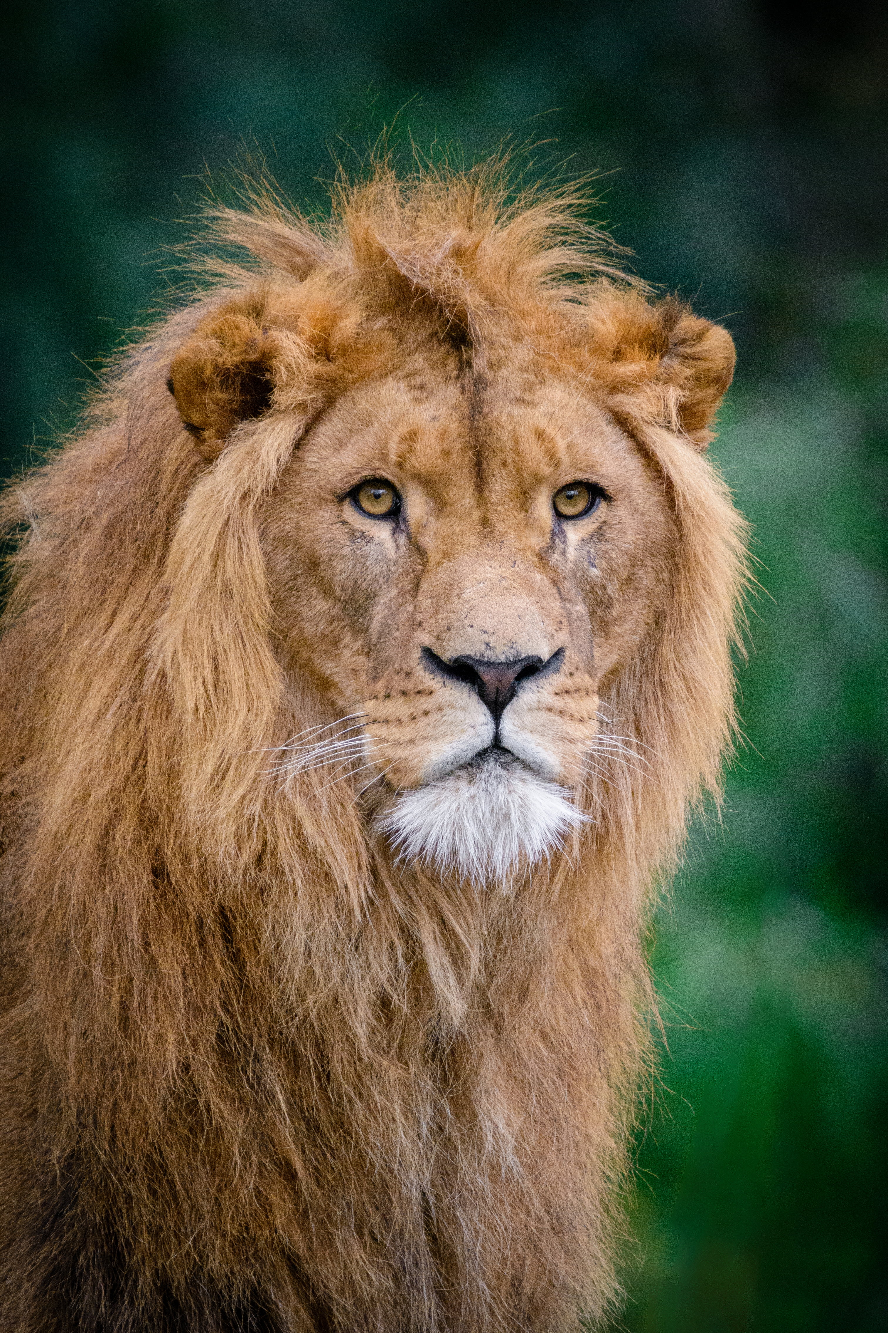 brown lion, king of beasts, muzzle, lion - Feline, wildlife, undomesticated Cat