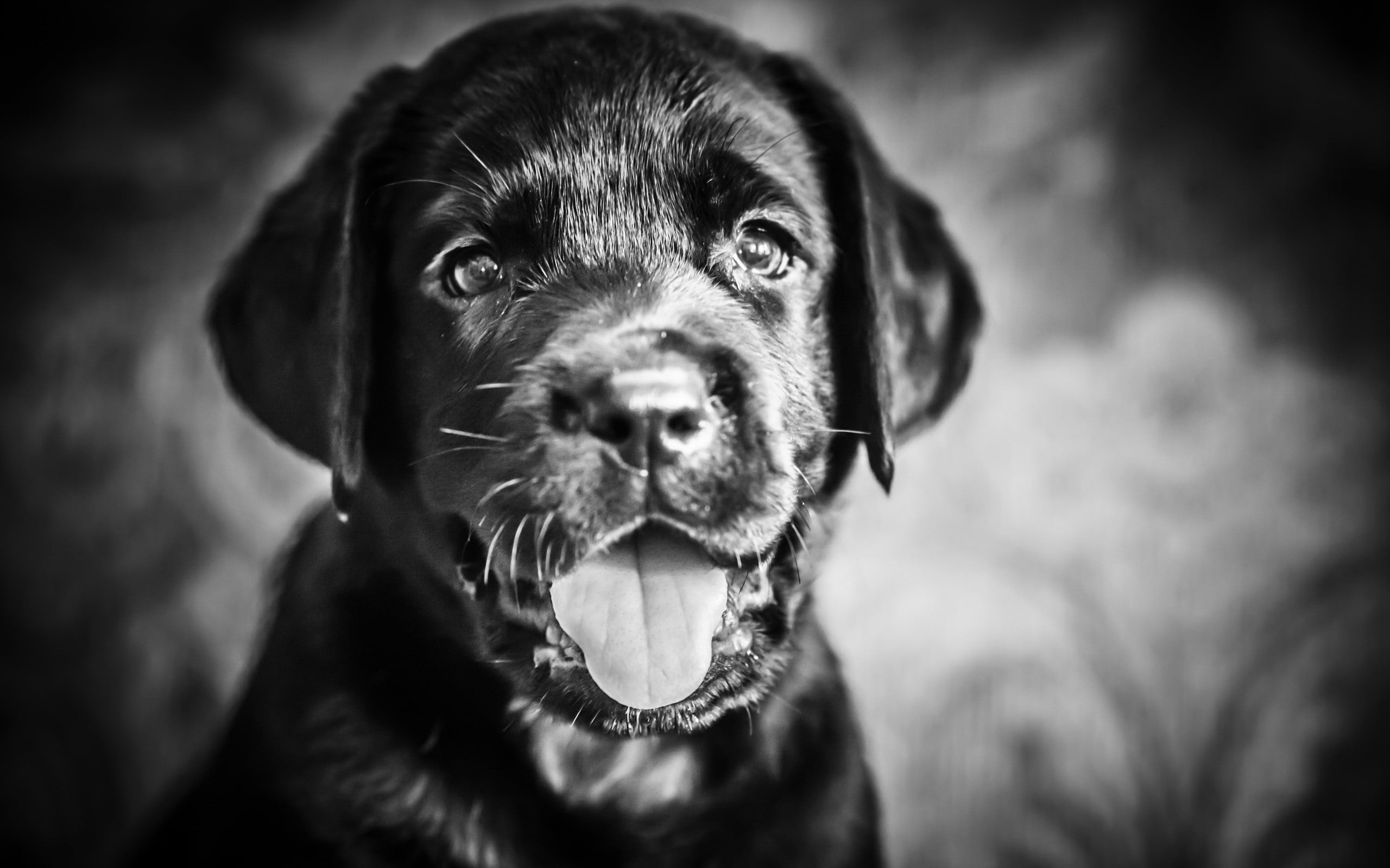 grayscale photography of Labrador retriever puppy, face, protruding tongue