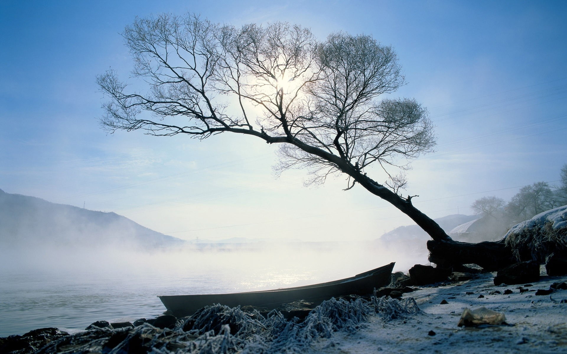 black leafed tree and body of water, boat, coast, fog, sun, branches