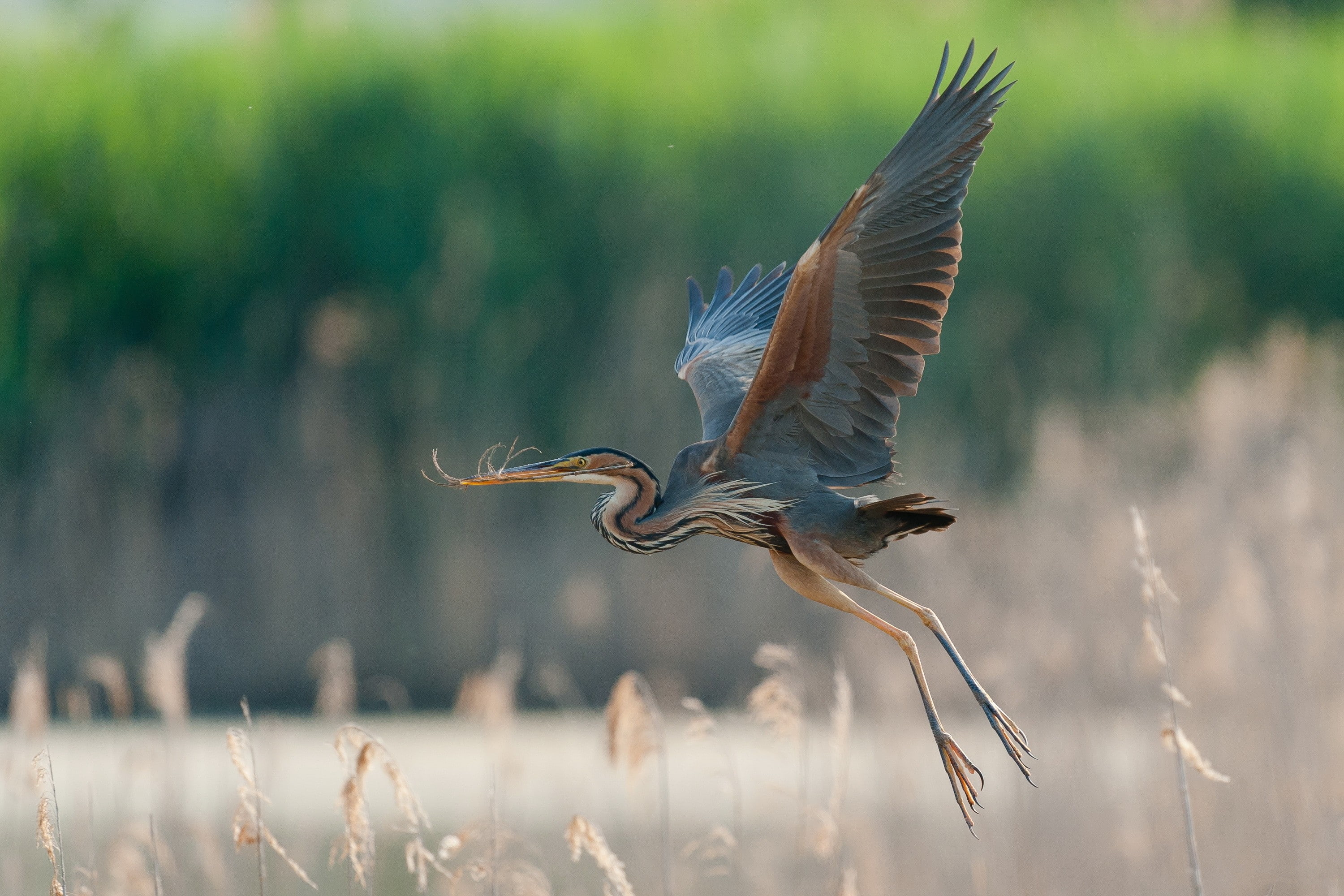 Great blue heron wings, flight