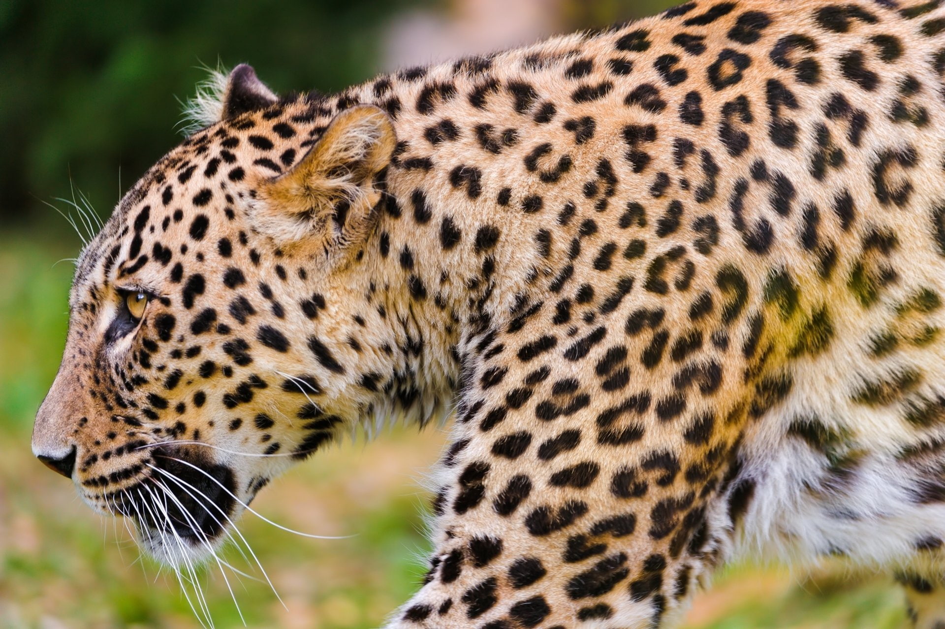 Cats, Leopard