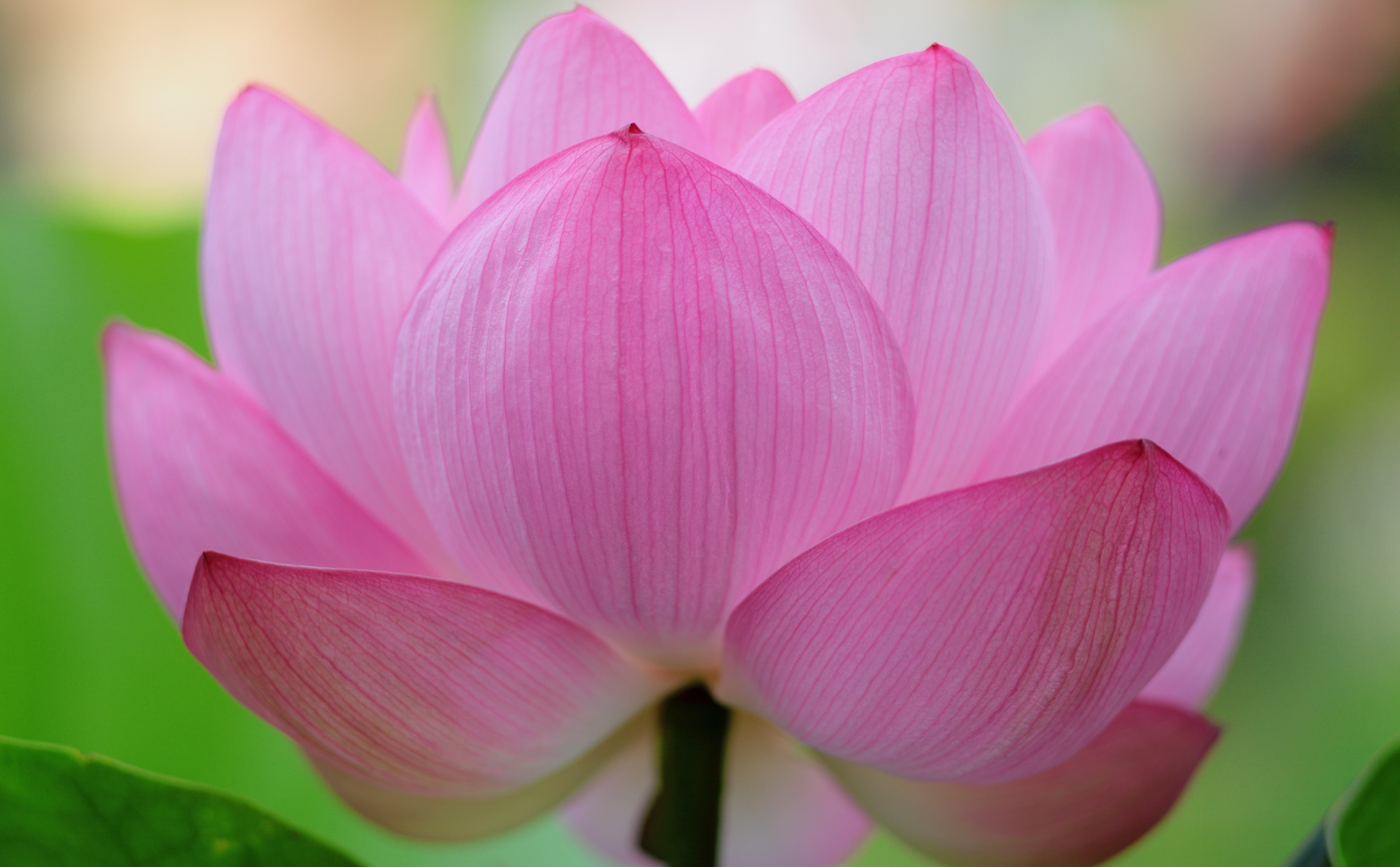 Pink Lotus Flower, Nature, Flowers, Macro, Japan, close-up, canon
