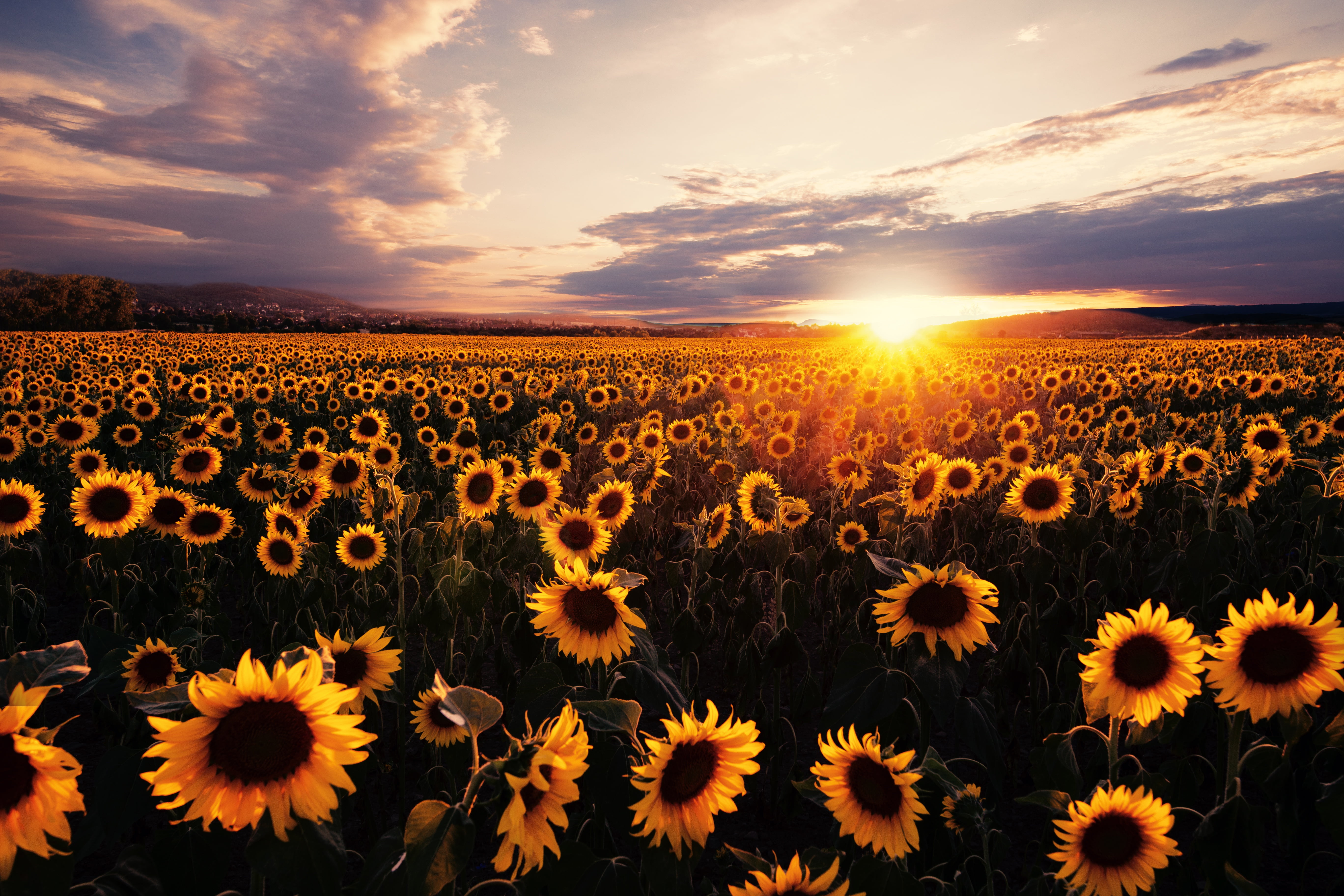 Flowers, Sunflower, Field, Nature, Summer, Sunset, Yellow Flower
