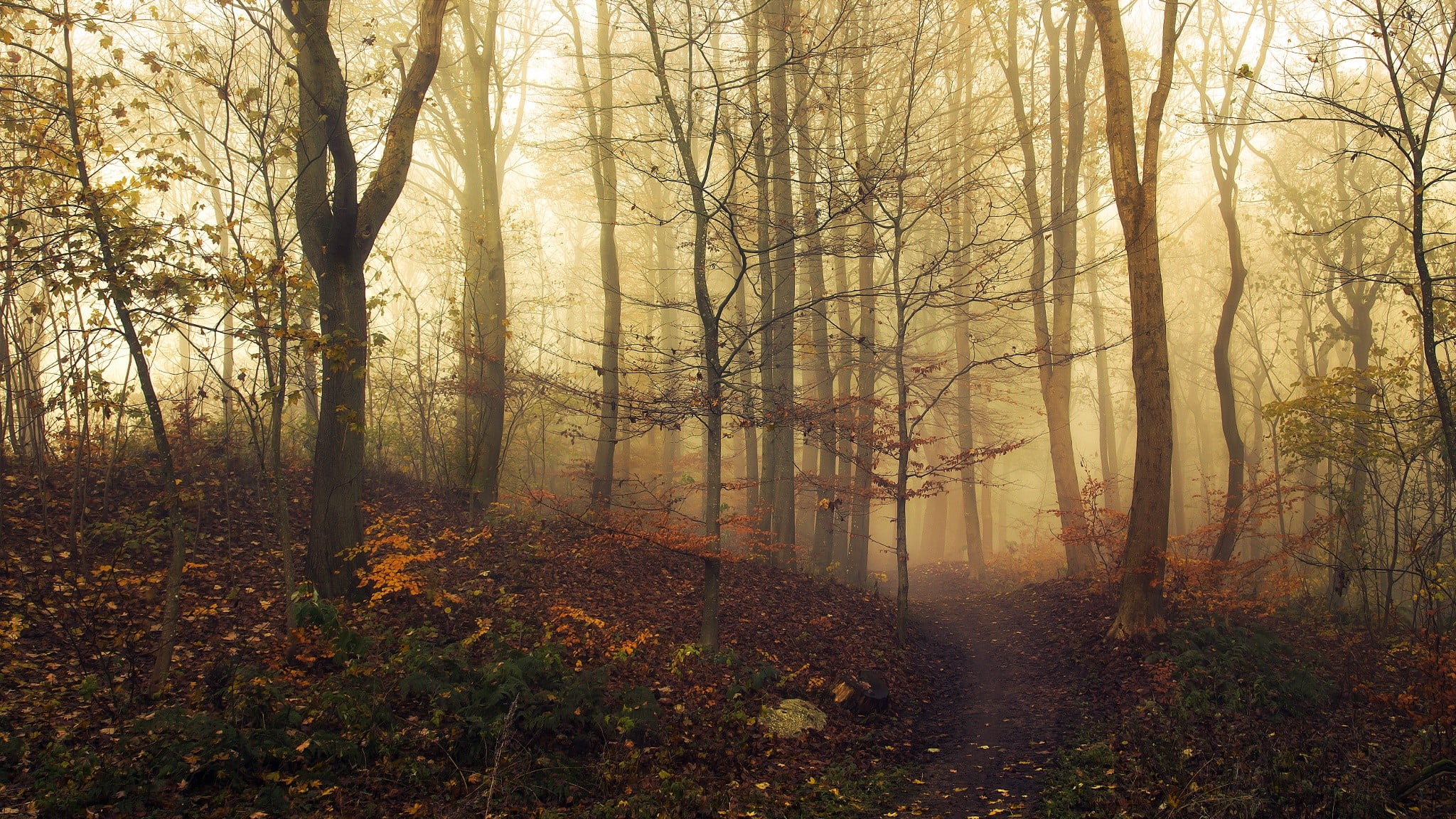 trees, landscape, nature, mist, path, fall, forest, plant, tranquility