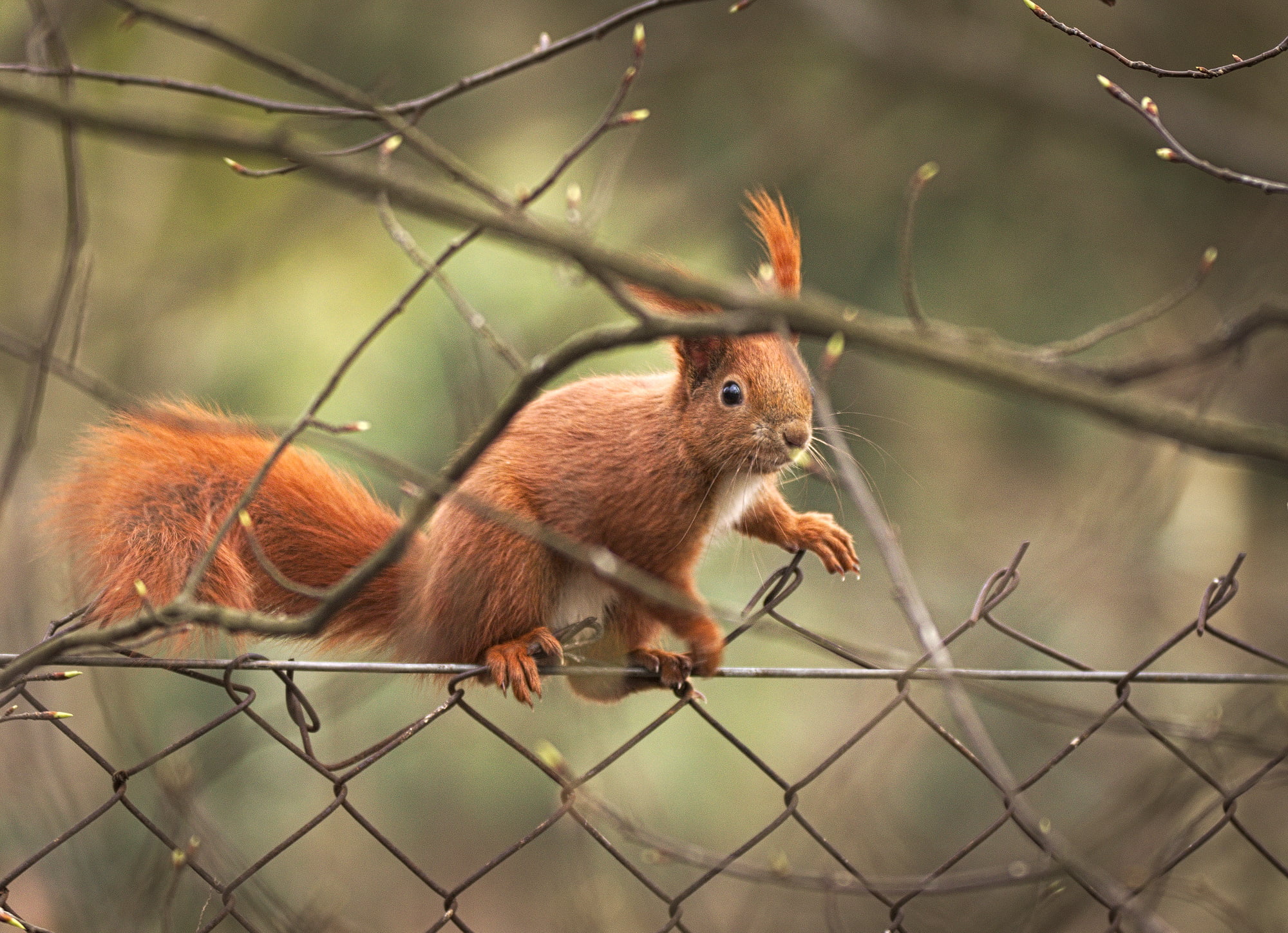 close up photo of brown squirrel, Fence, Eurasian red squirrel