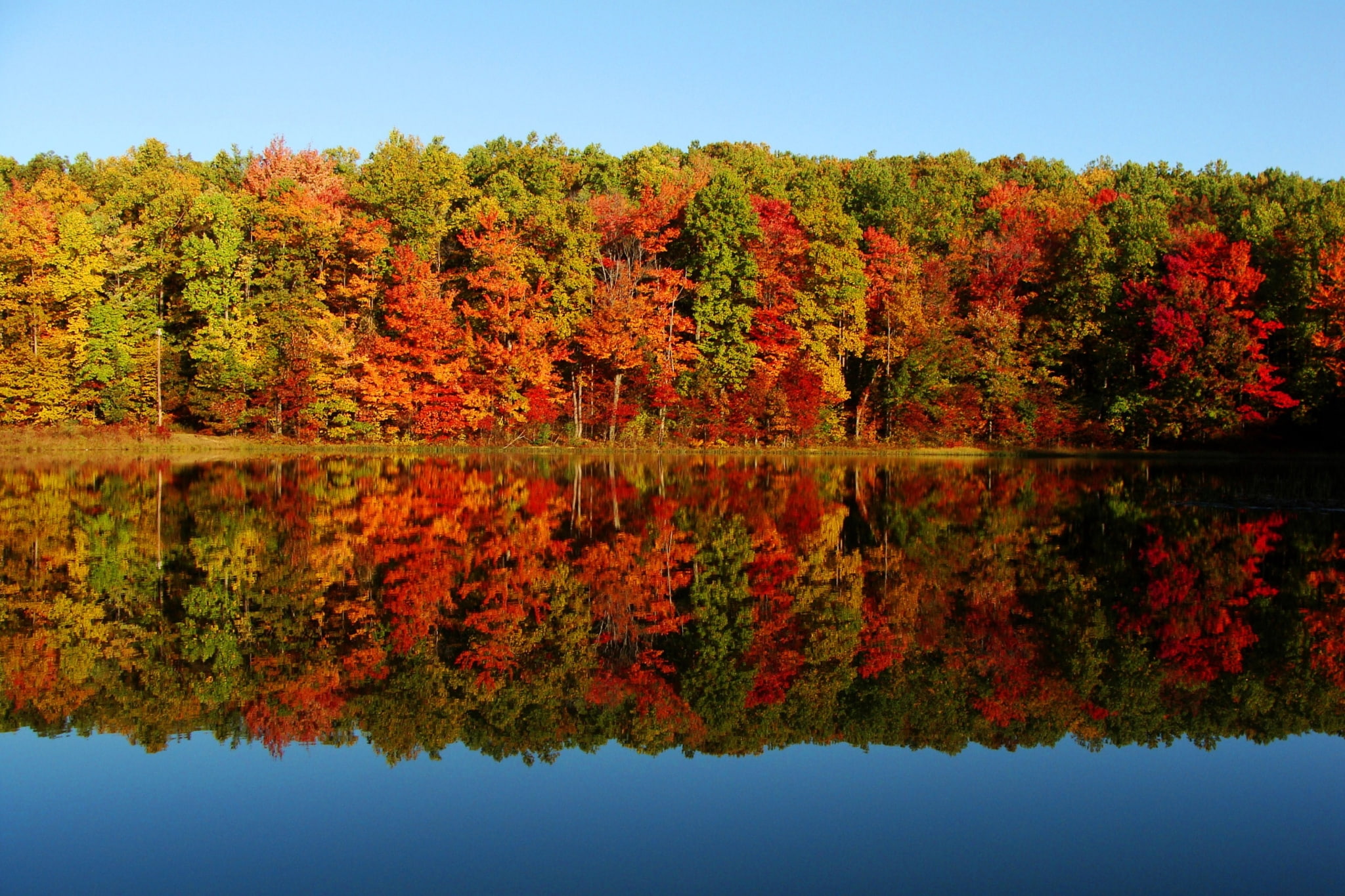 fall  desktop, tree, reflection, lake, autumn, water, change