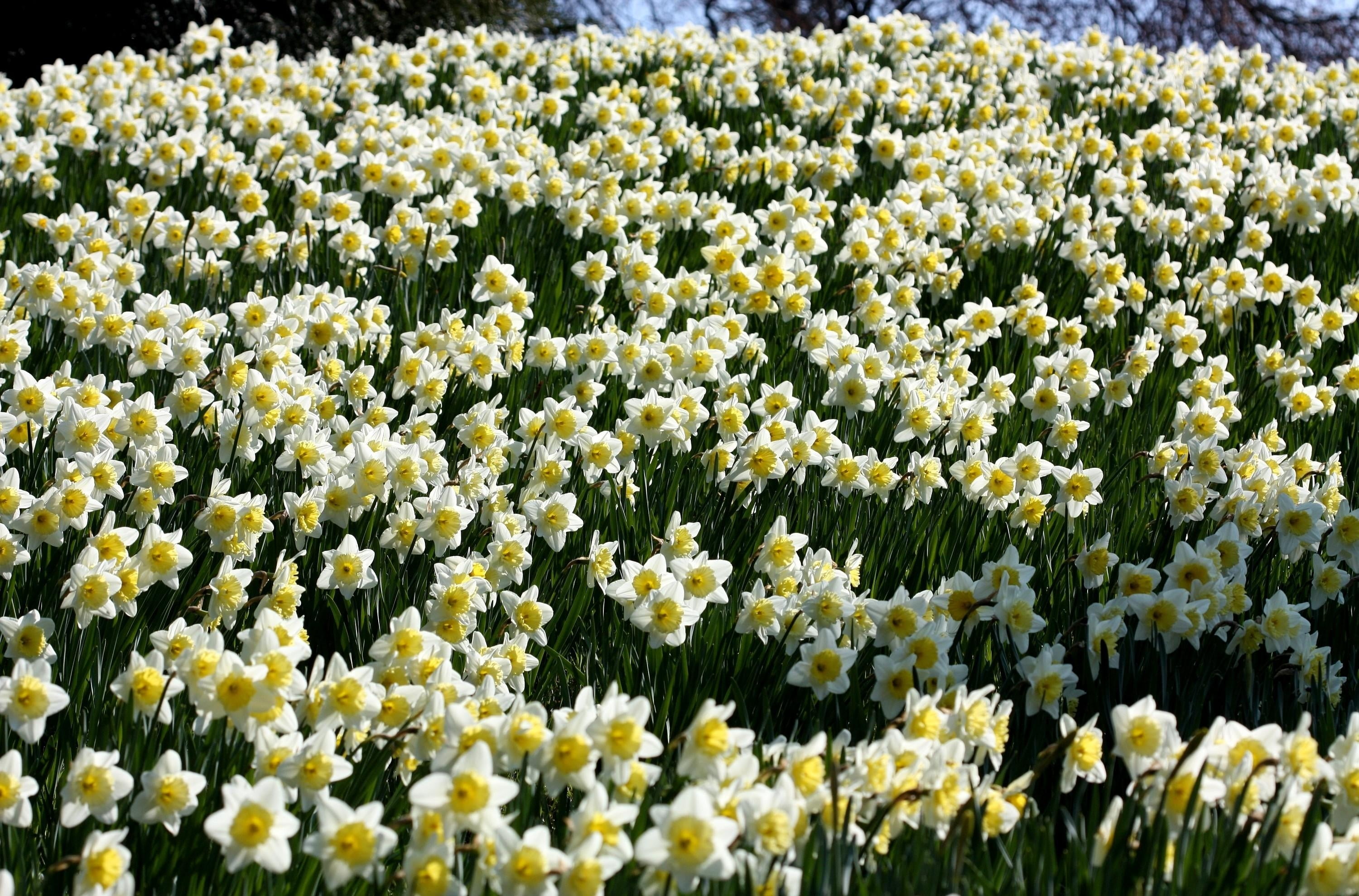 Free download | HD wallpaper: white-and-yellow daffodil flower field