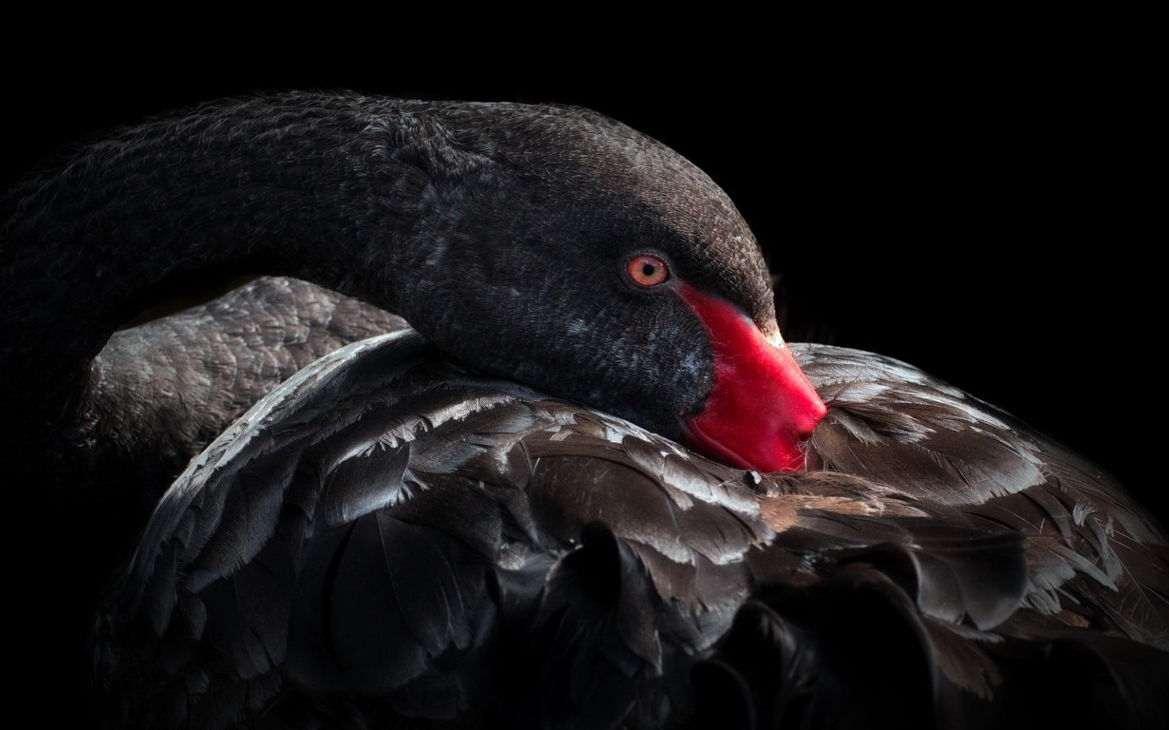 black swan, bird, beak, feathers, animal themes, animal wildlife