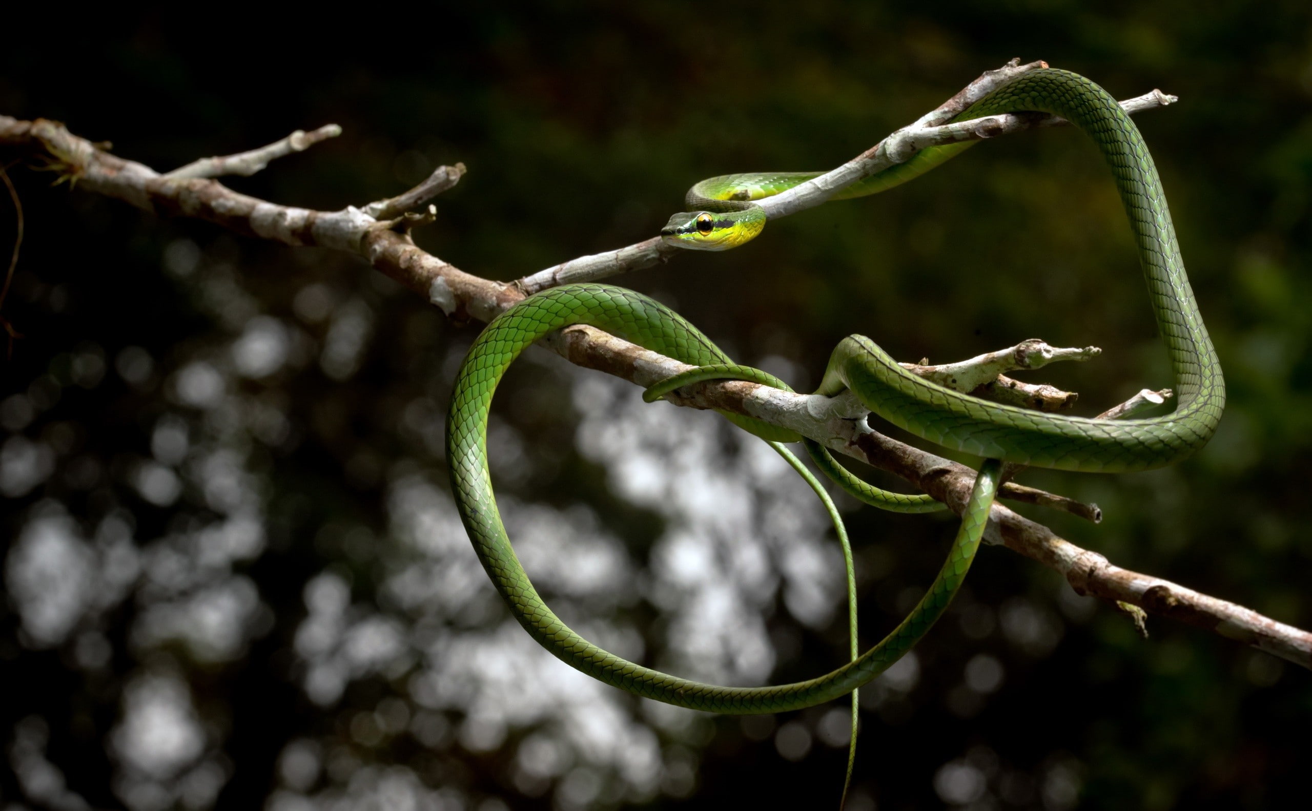 snake, reptiles, branch, animals, plant, focus on foreground