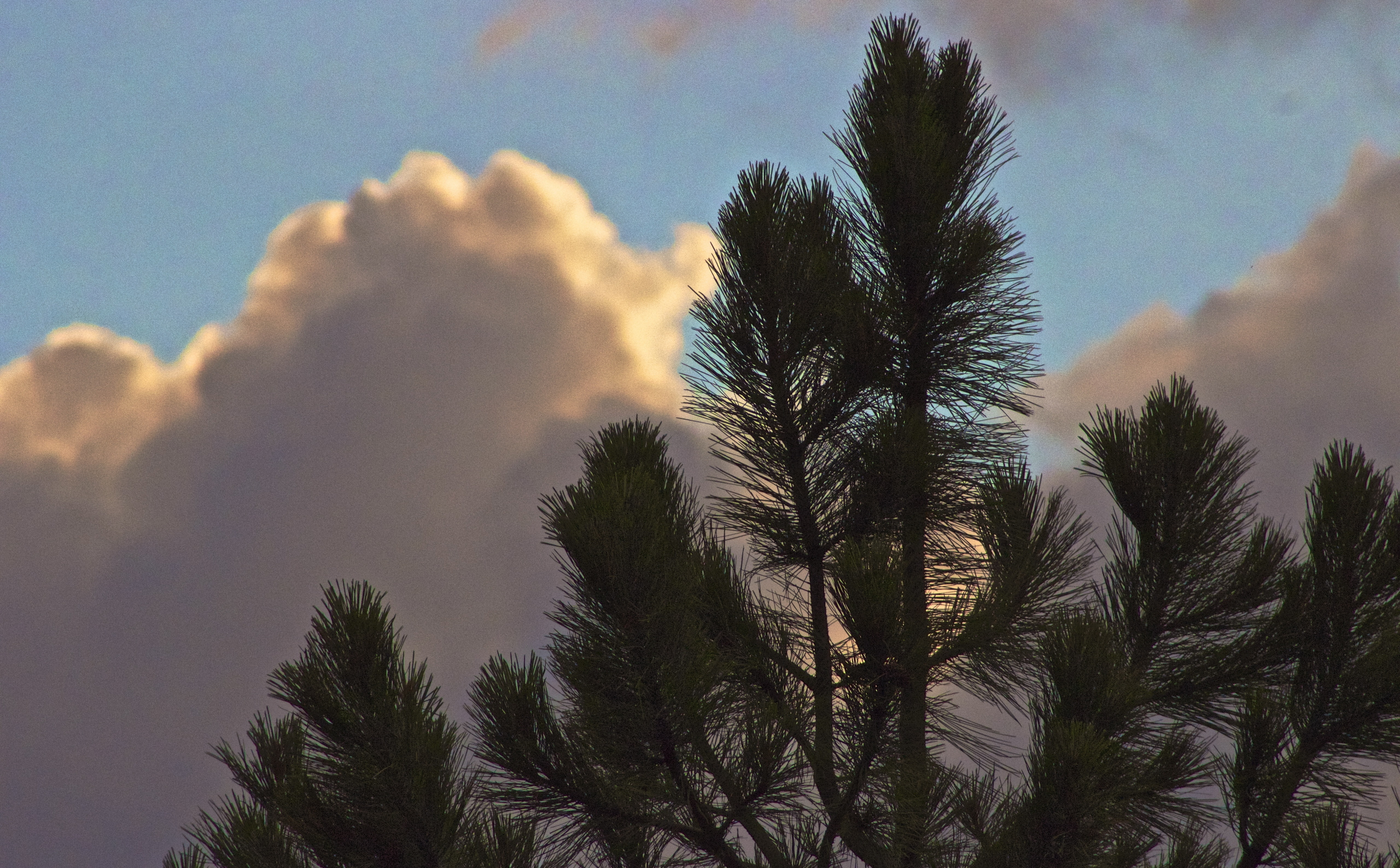 Clouds Eclipsing Tree, green-leafed pine tree, Nature, Sun and Sky