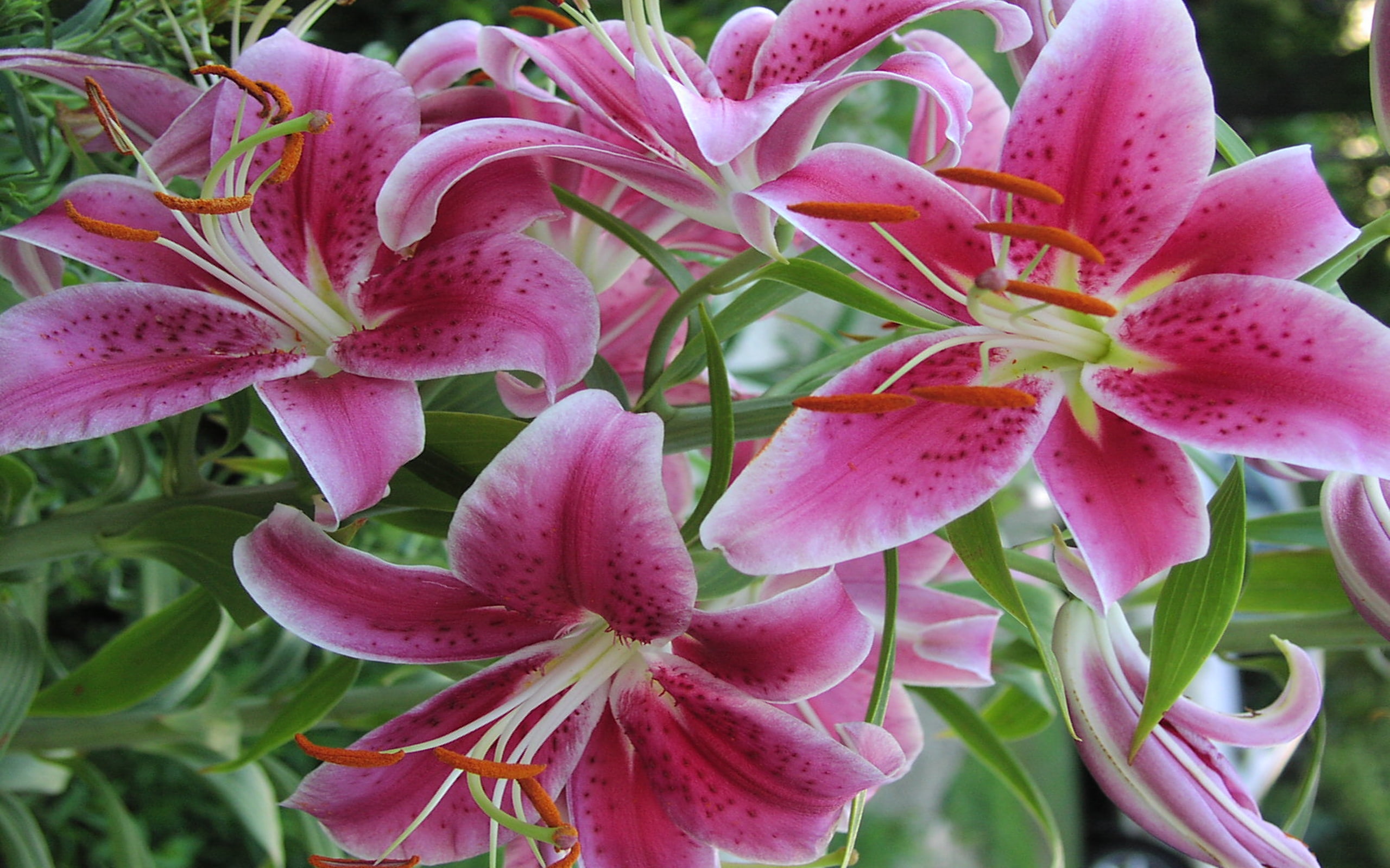 Stargazer Lily Amazing Hd Wallpapers Free Desktop Photo Of Flowers