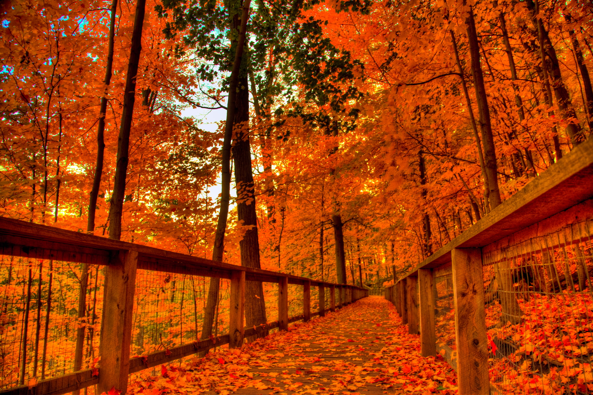fall  for desktop background, autumn, orange color, change