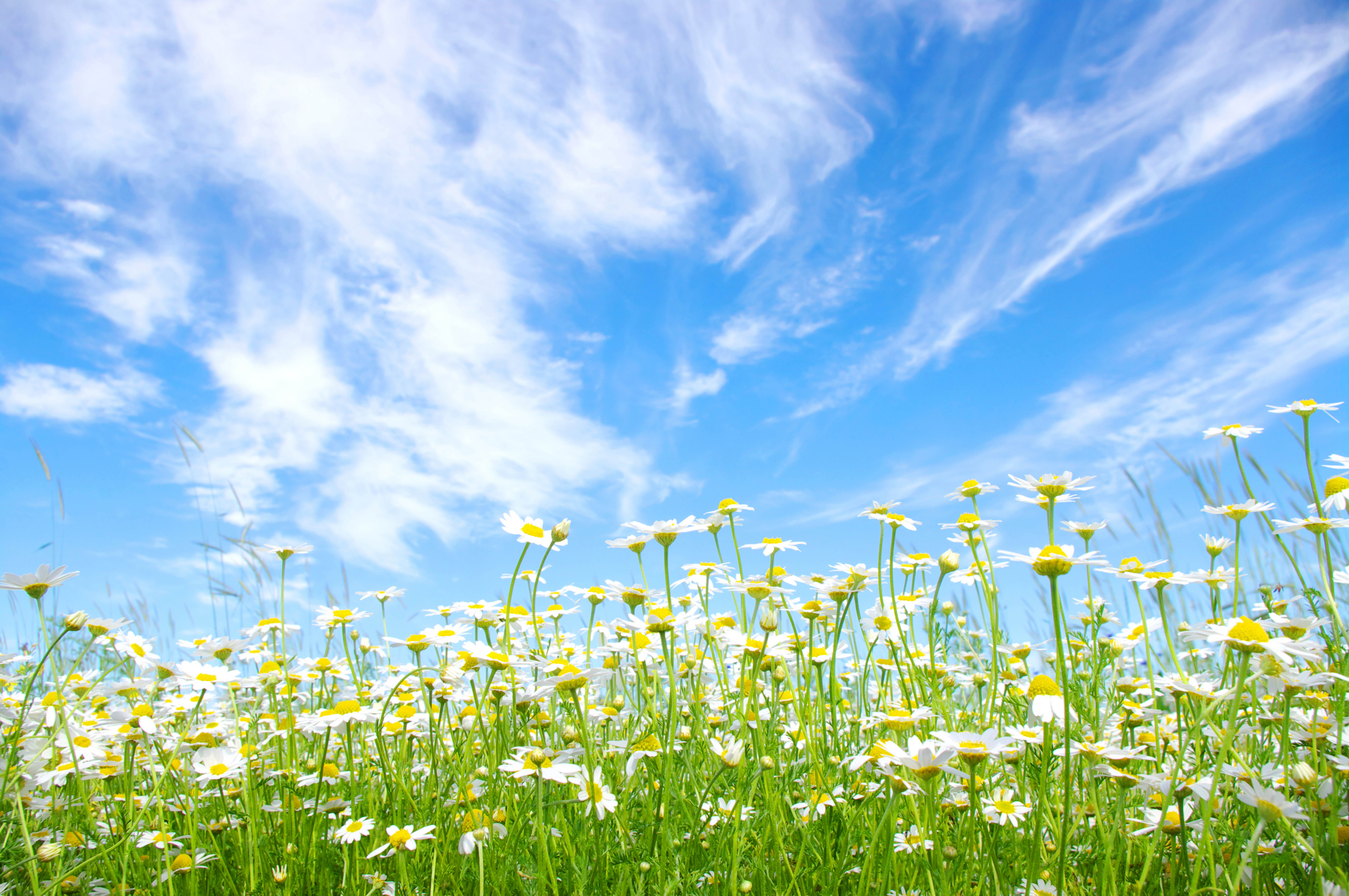 blue sky and daisy flowers field
