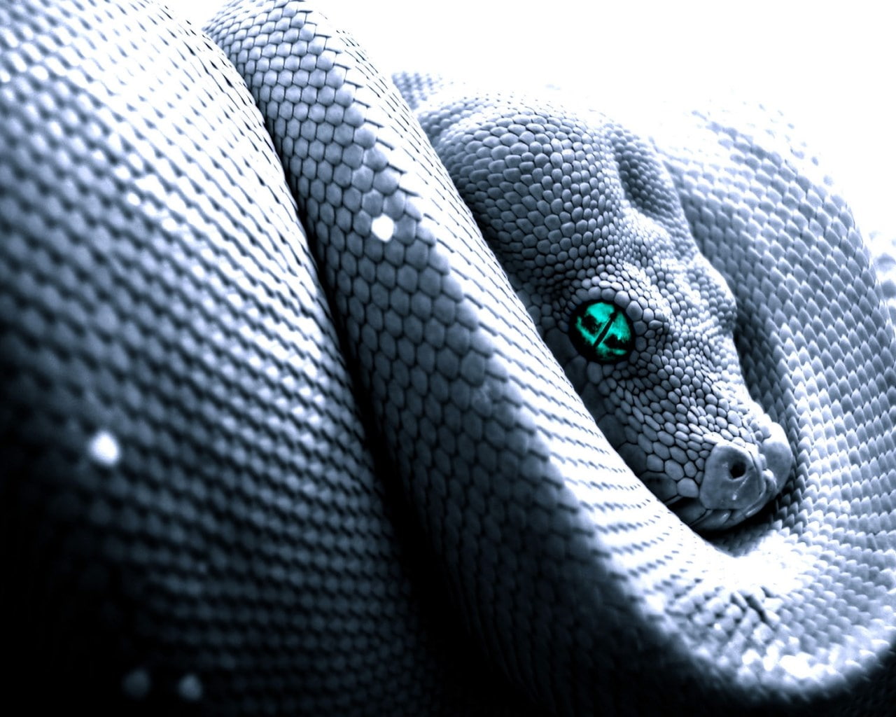 python