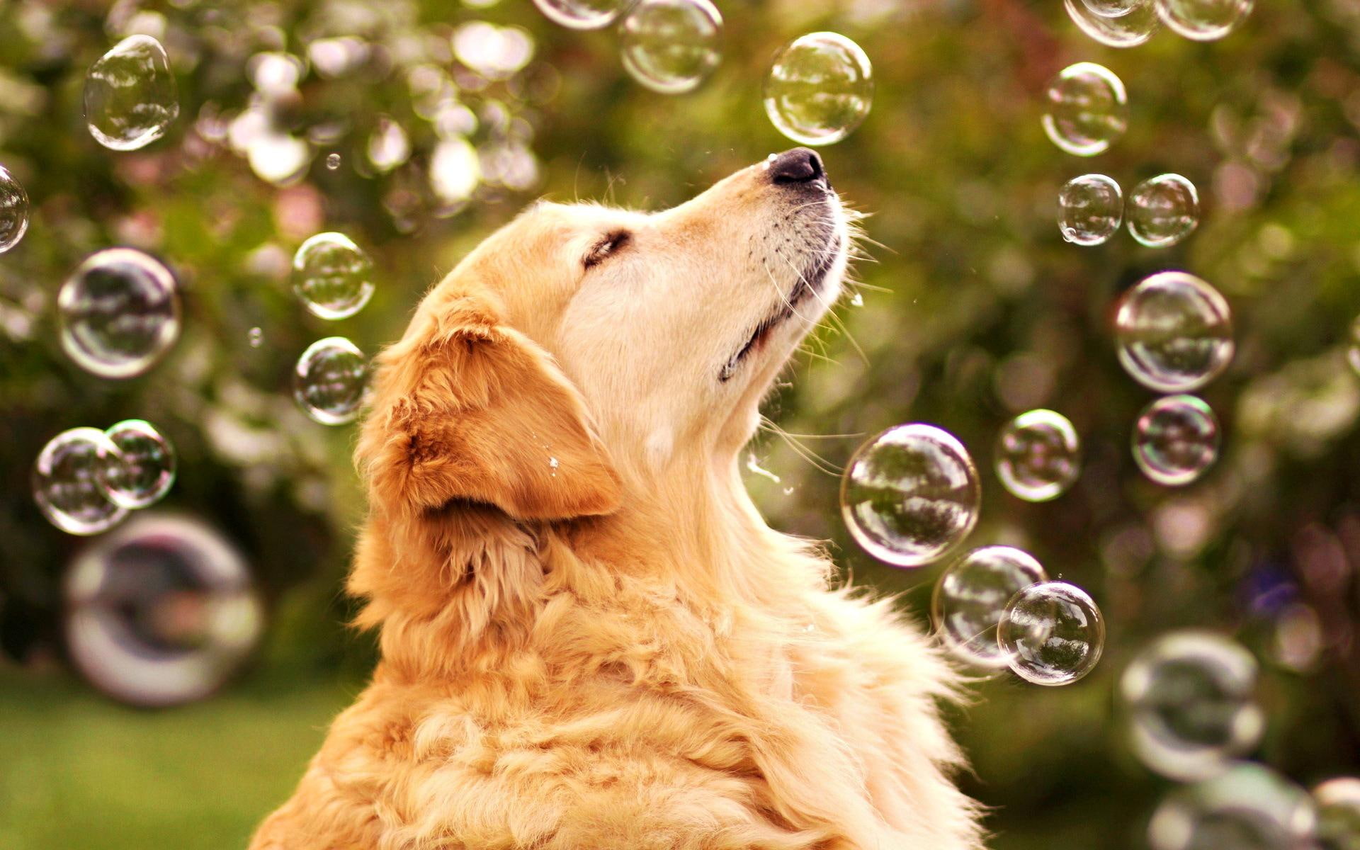 Playful Dog, brown medium coated dog, lovely, puppy, bubbles