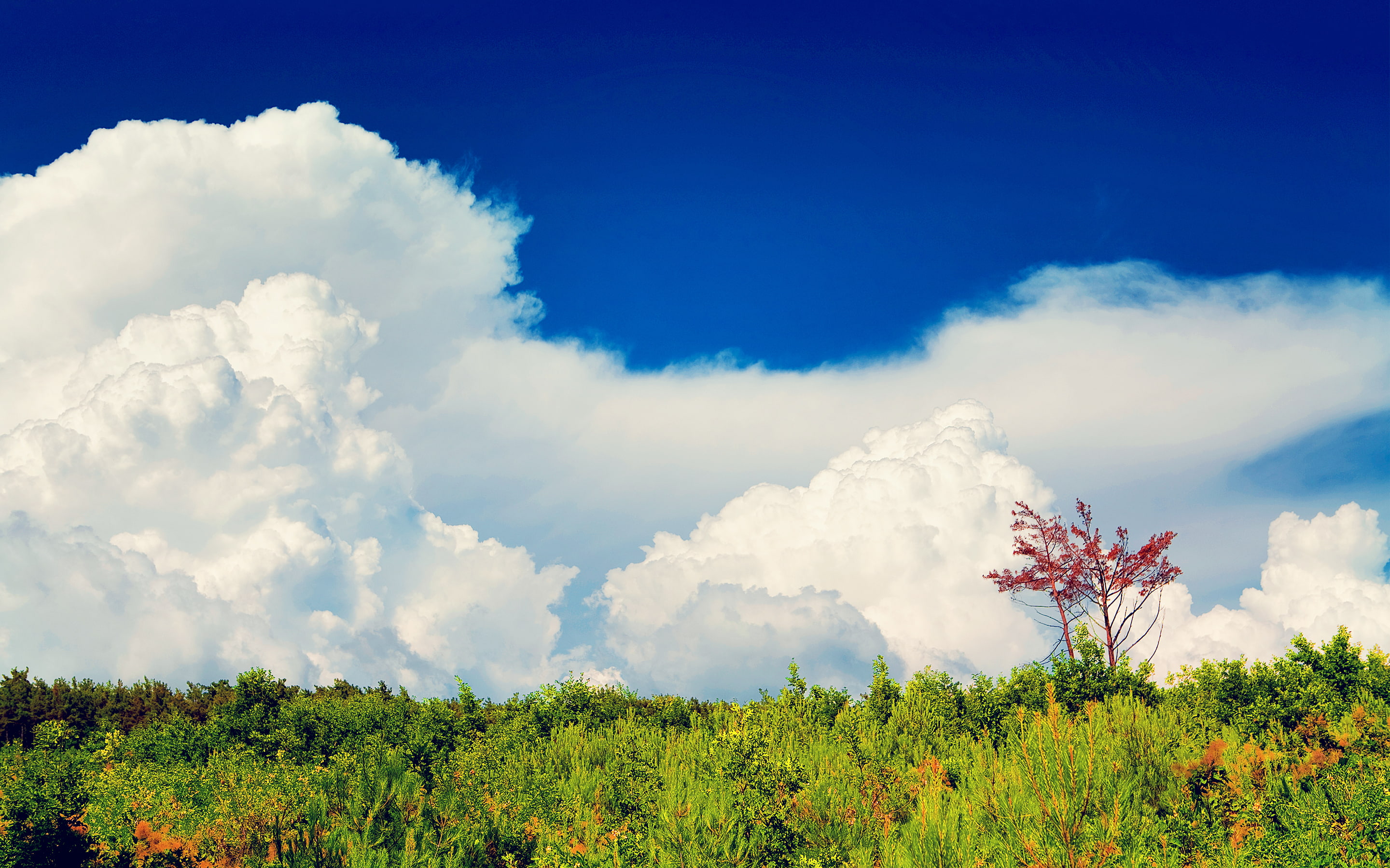 forest, the sky, clouds, trees, plants, Sunny