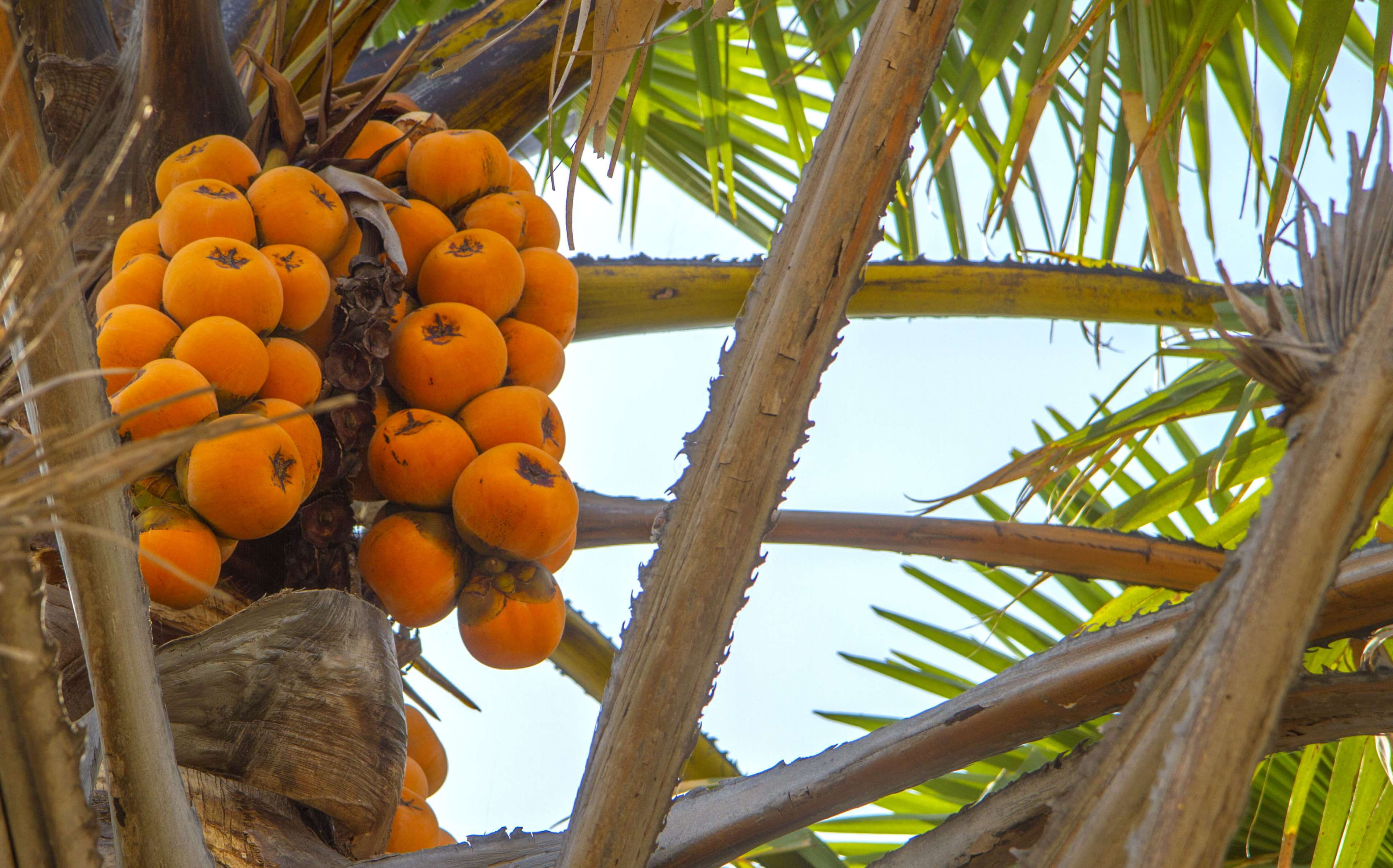 Free download | HD wallpaper: africa, african, coconut trees, food ...