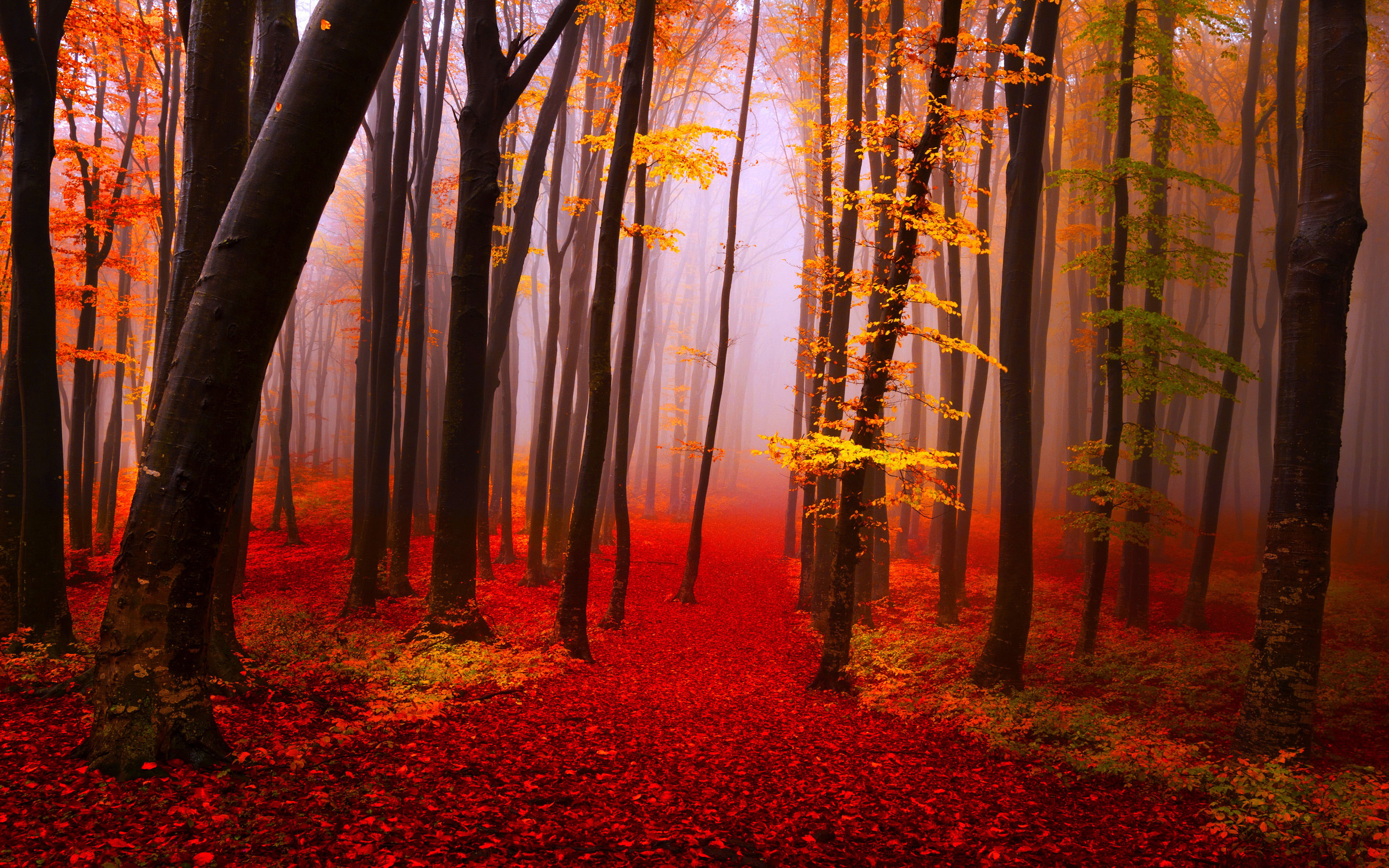 Autumn Forest Path Trees Fog Fall Yellow And Red Leaves Nature Landscape Wallpaper Hd 3840×2400